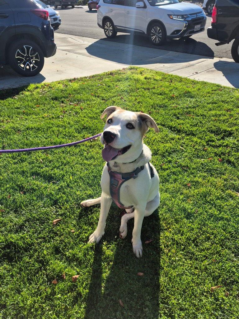 Enlarge Oreo  **Facilitated Adoption**, a Adoptable mixed breed in San Diego, CA image 3/3