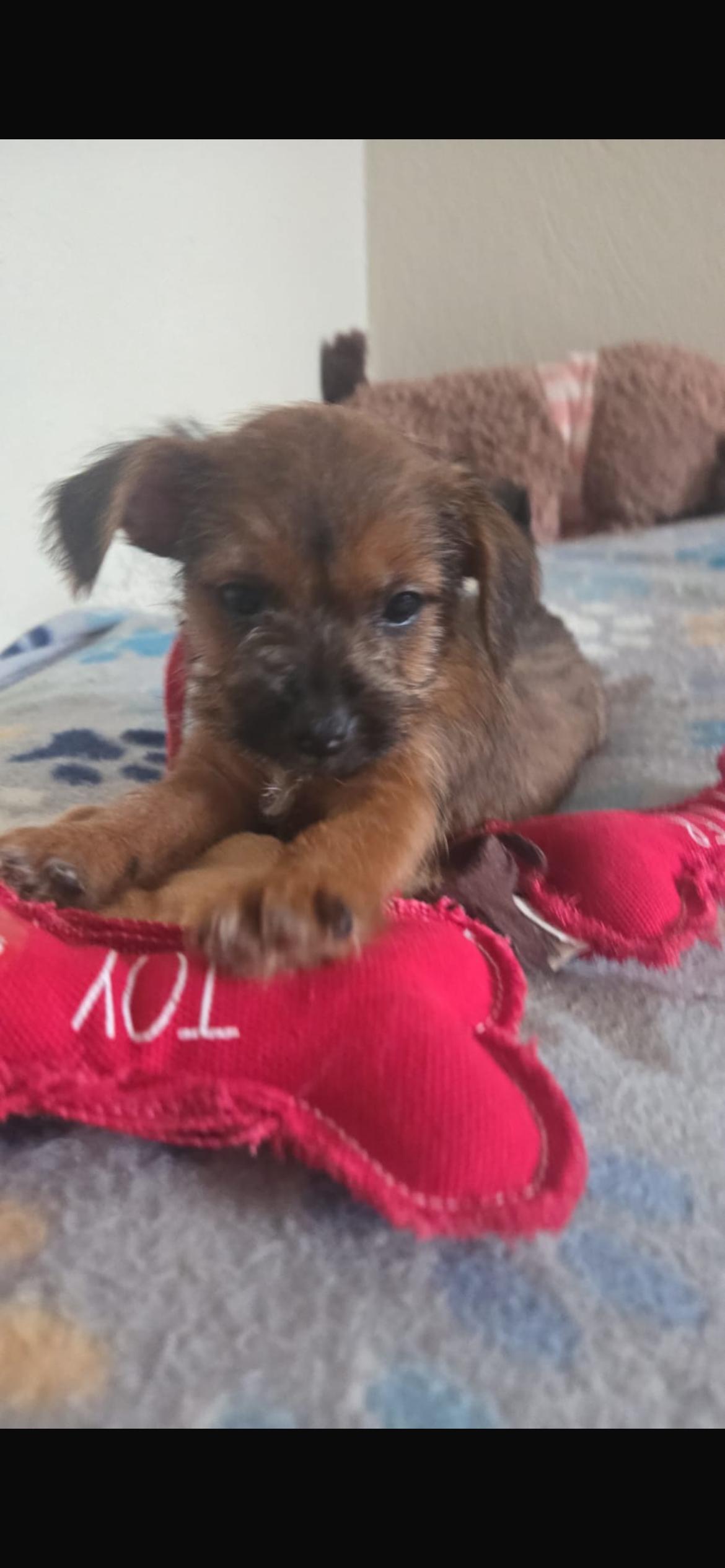 Ruli, ADOPTABLE, Puppy Female Yorkshire Terrier & Chihuahua.