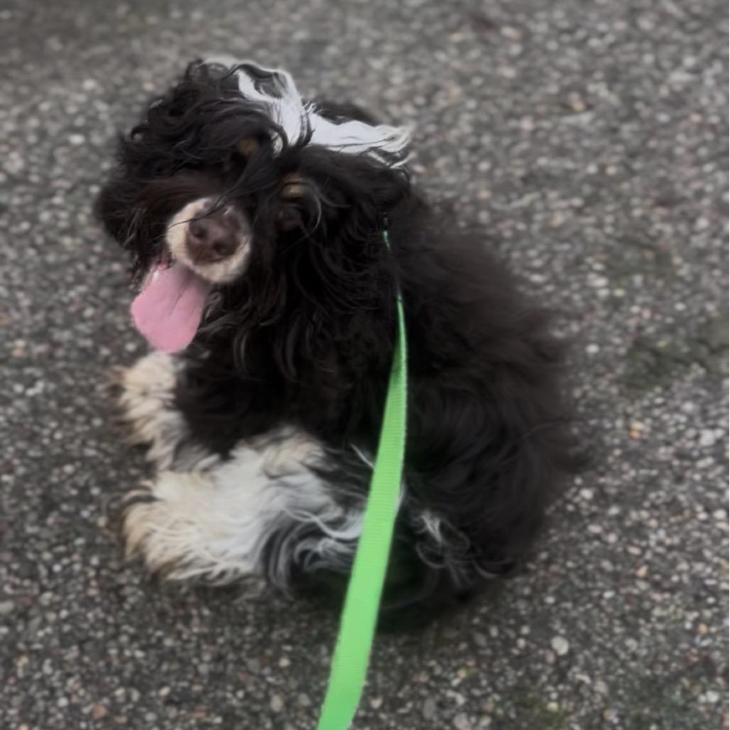 Chloe, Adoptable, Young Female Cocker Spaniel.