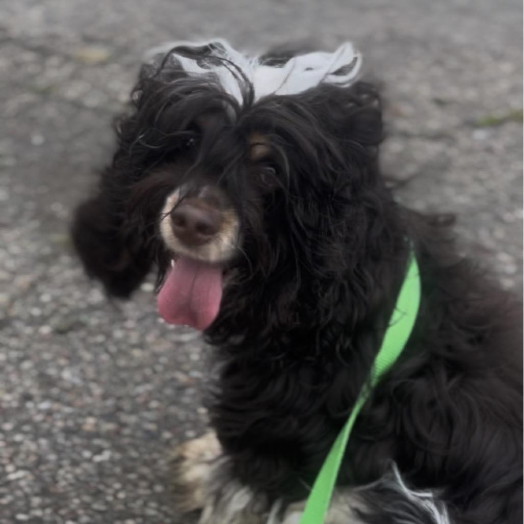 Enlarge Chloe, a Adoptable Cocker Spaniel in Marysville, OH image 2/3