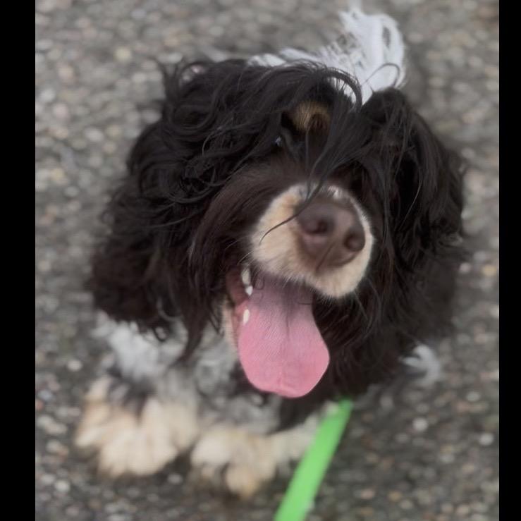 Enlarge Chloe, a Adoptable Cocker Spaniel in Marysville, OH image 3/3