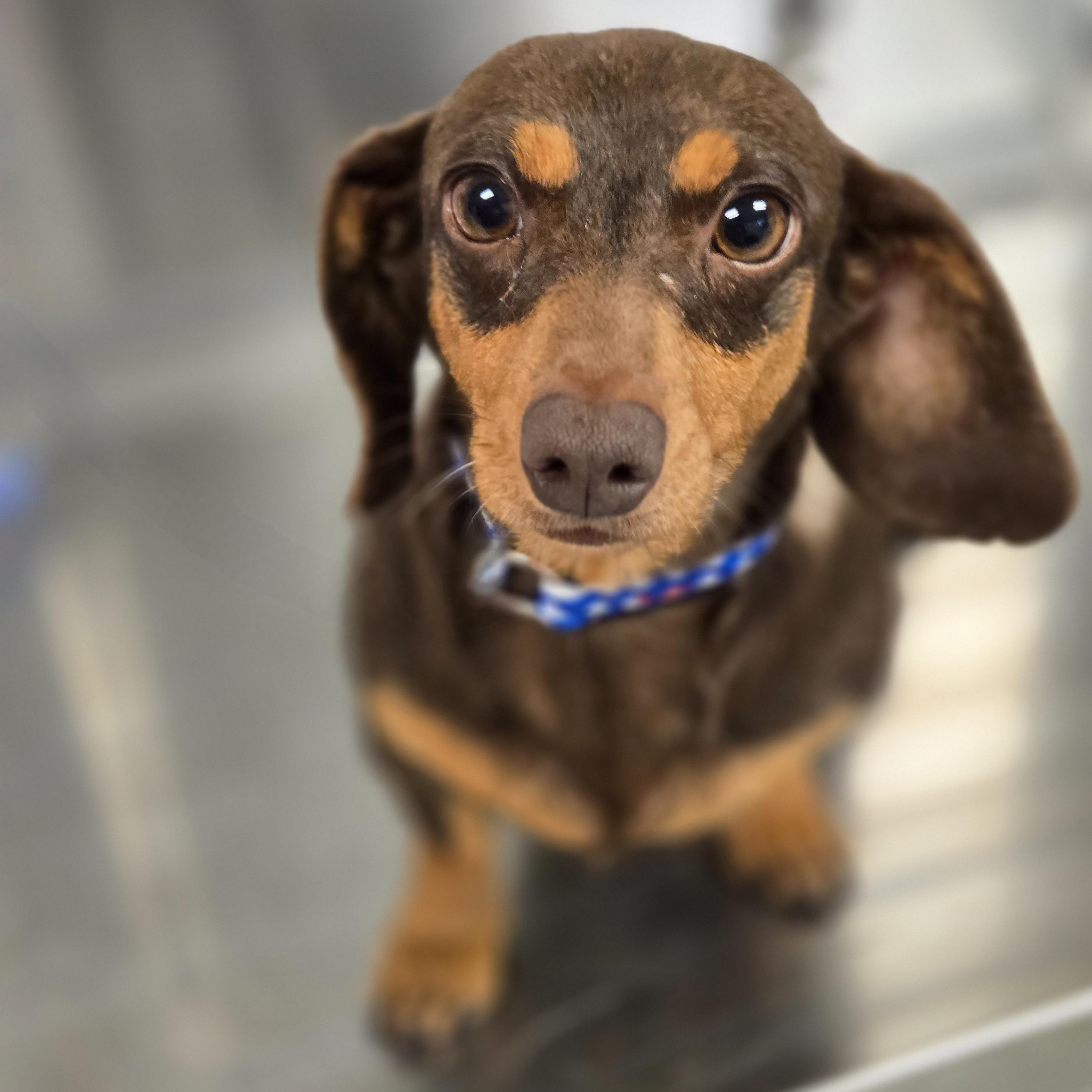 Izzy, an adopted Dachshund in Normal, IL image 5/6