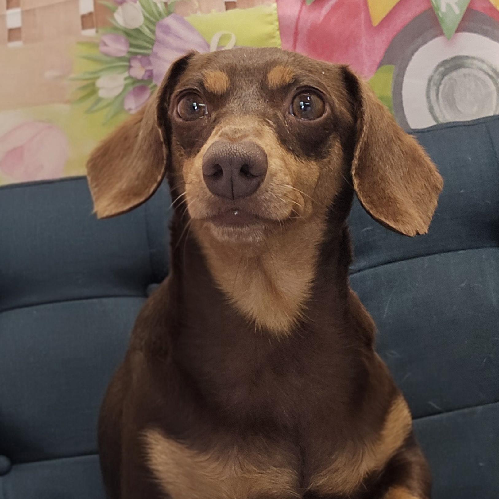 Izzy, adopted, Adult Female Dachshund.