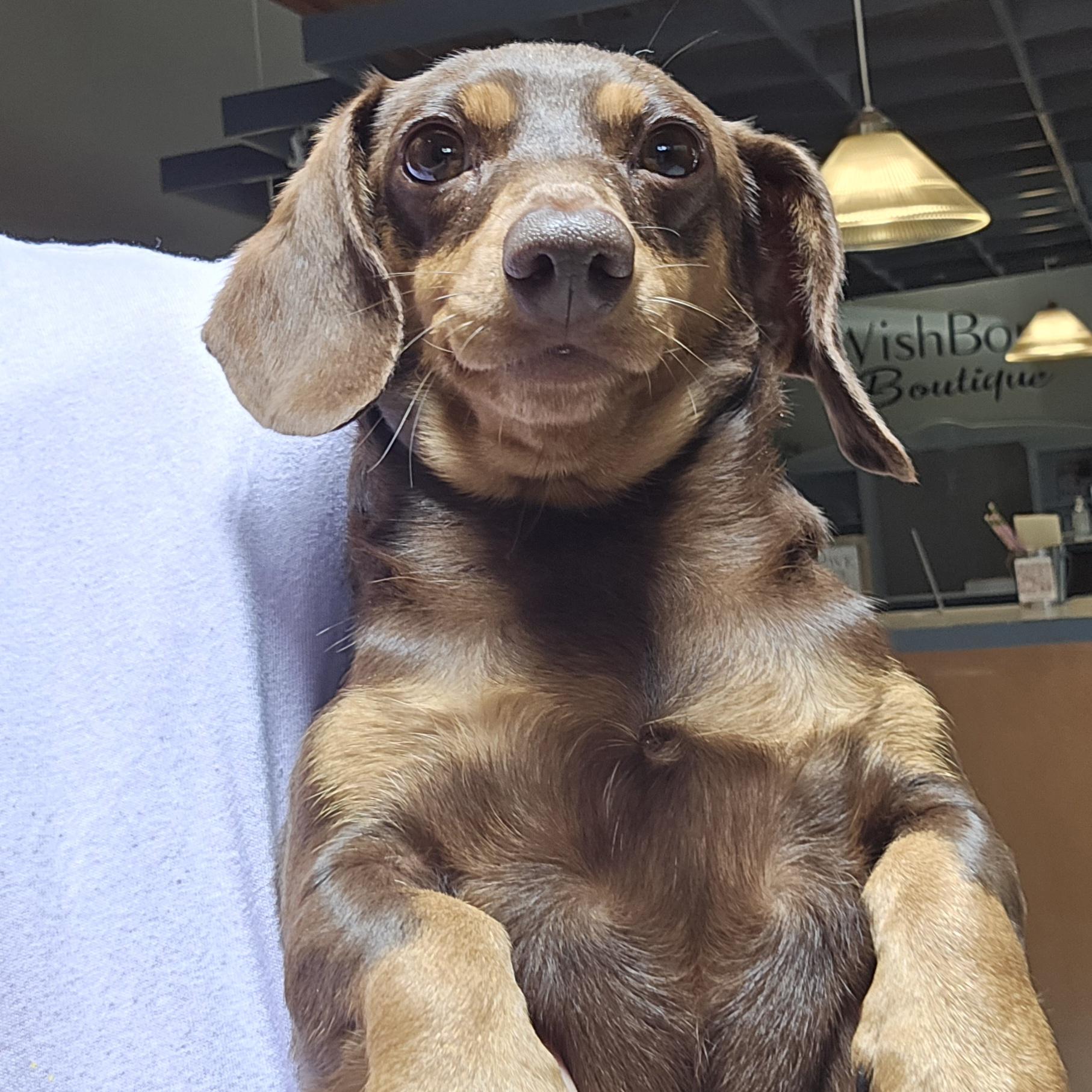 Izzy, an adopted Dachshund in Normal, IL image 6/6