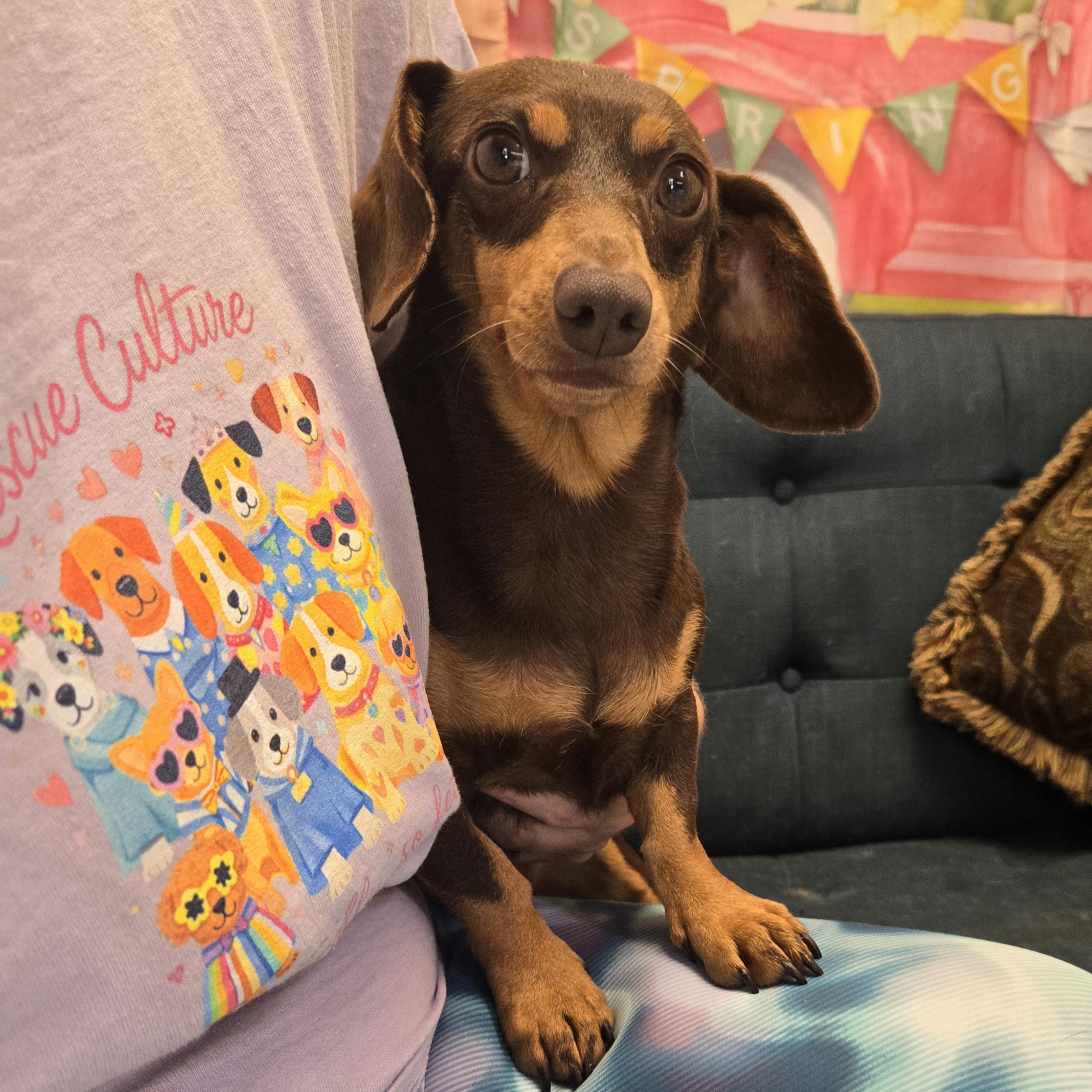 Izzy, an adopted Dachshund in Normal, IL image 2/6
