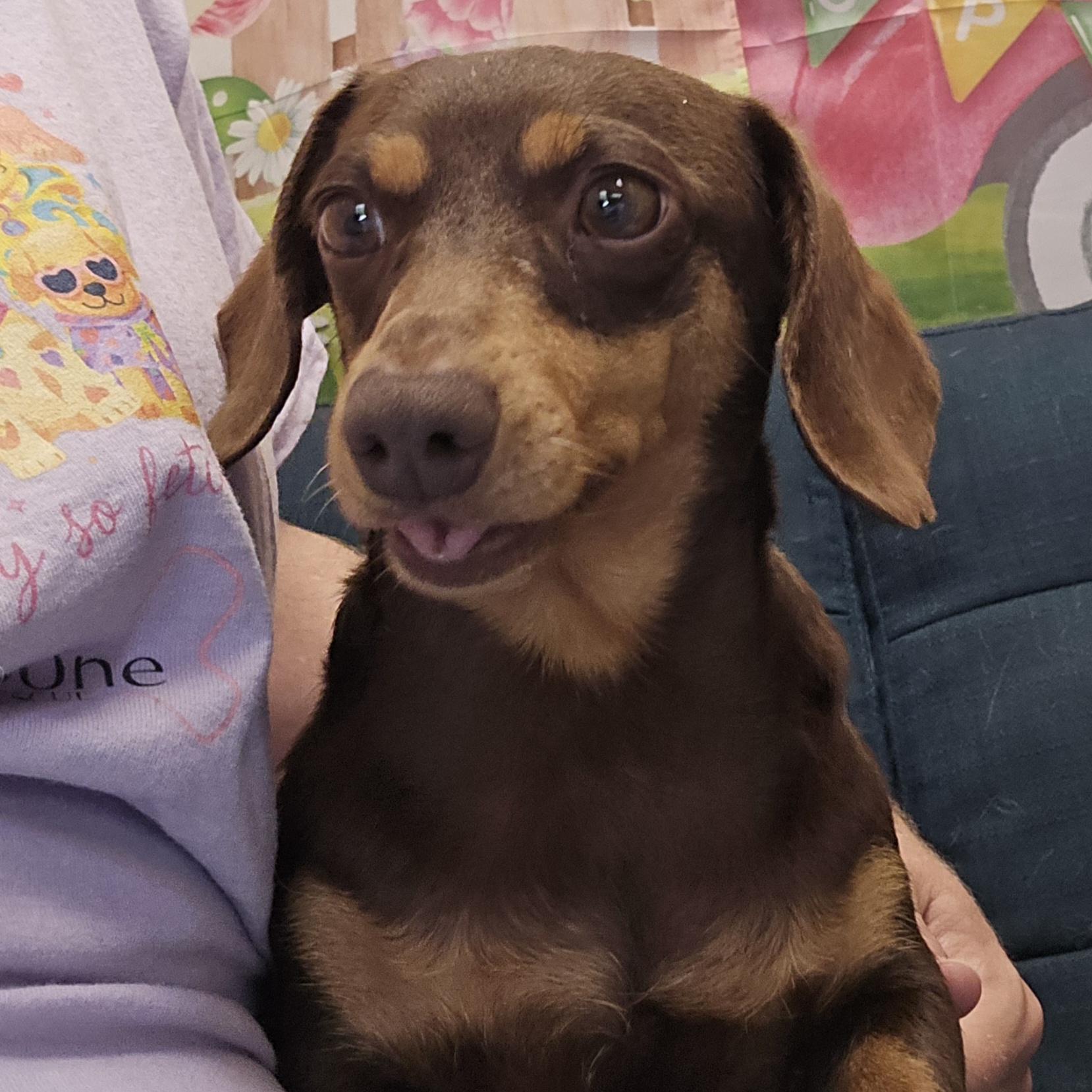 Izzy, an adopted Dachshund in Normal, IL image 3/6