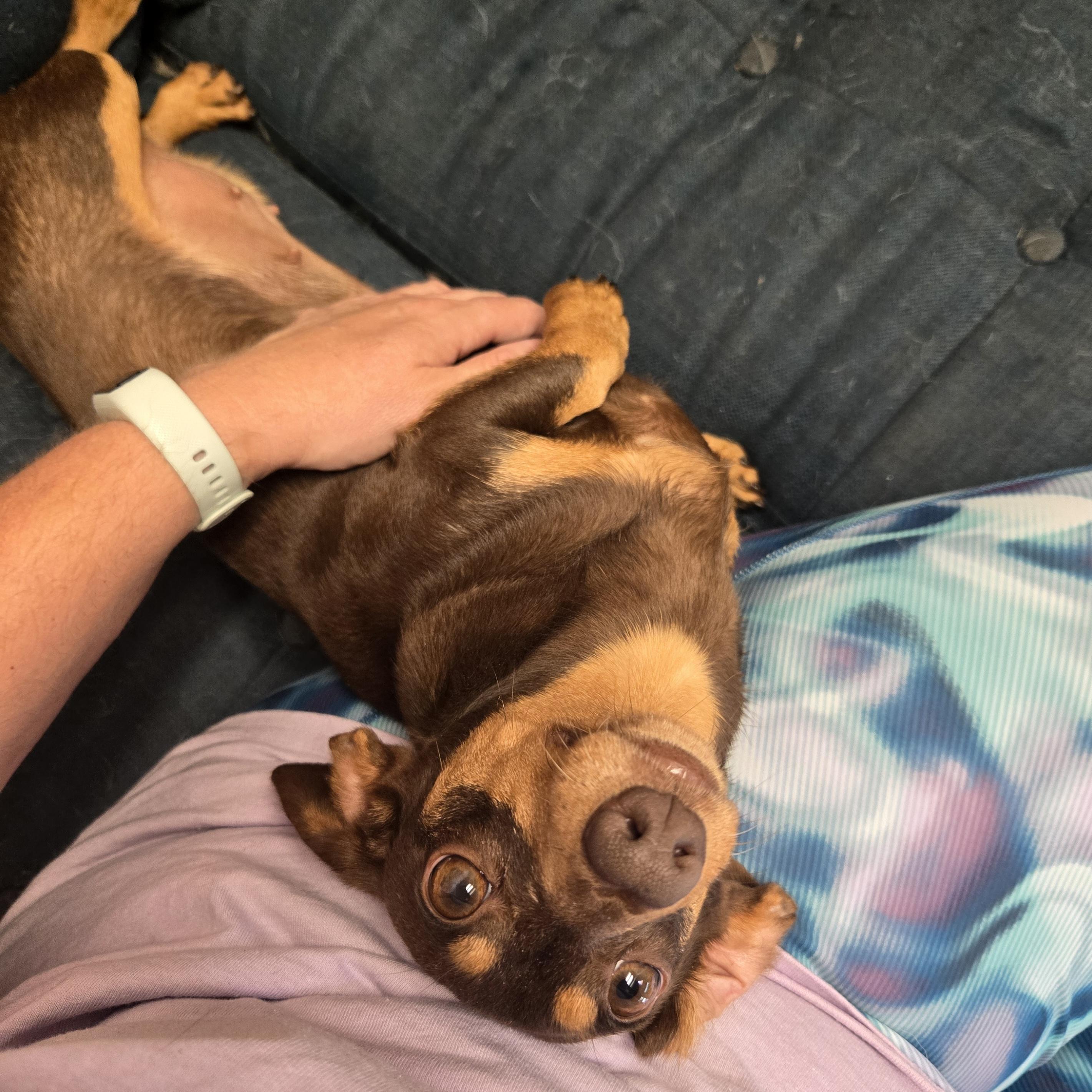 Izzy, an adopted Dachshund in Normal, IL image 4/6