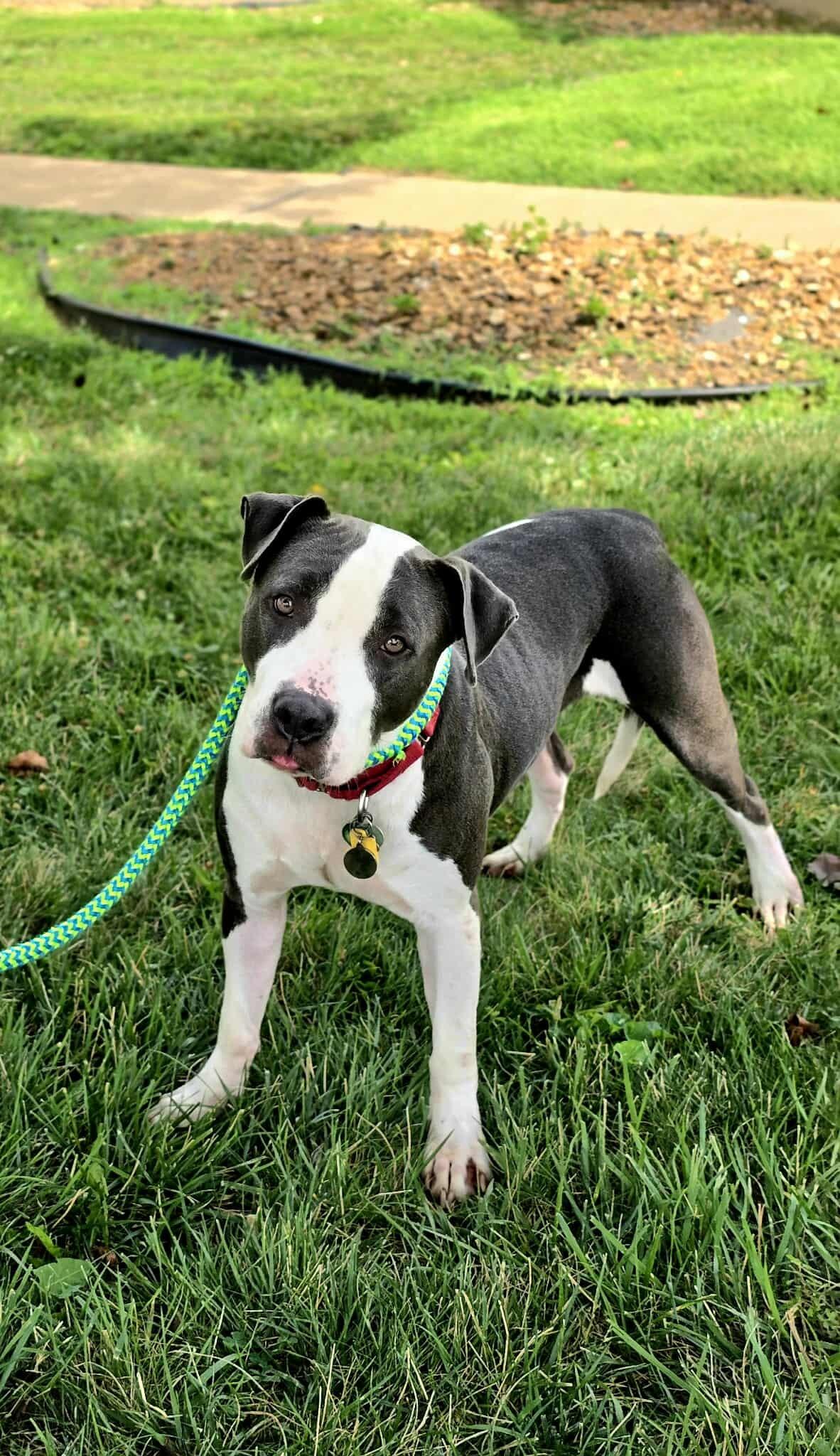 Enlarge Gus, a Adoptable mixed breed in O Fallon, IL image 2/4