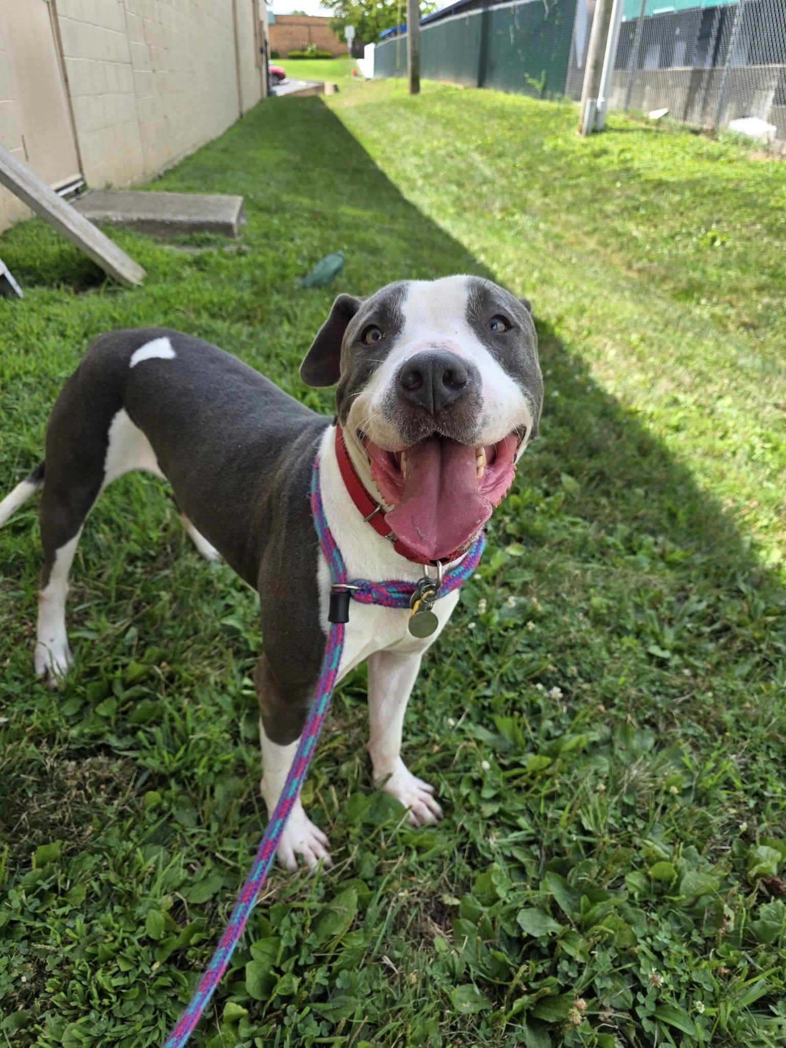 Enlarge Gus, a Adoptable mixed breed in O Fallon, IL image 3/4