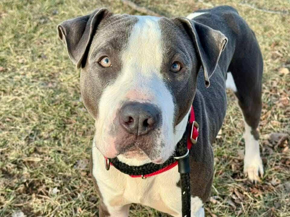 Gus, Adoptable, Adult Male Pit Bull Terrier.