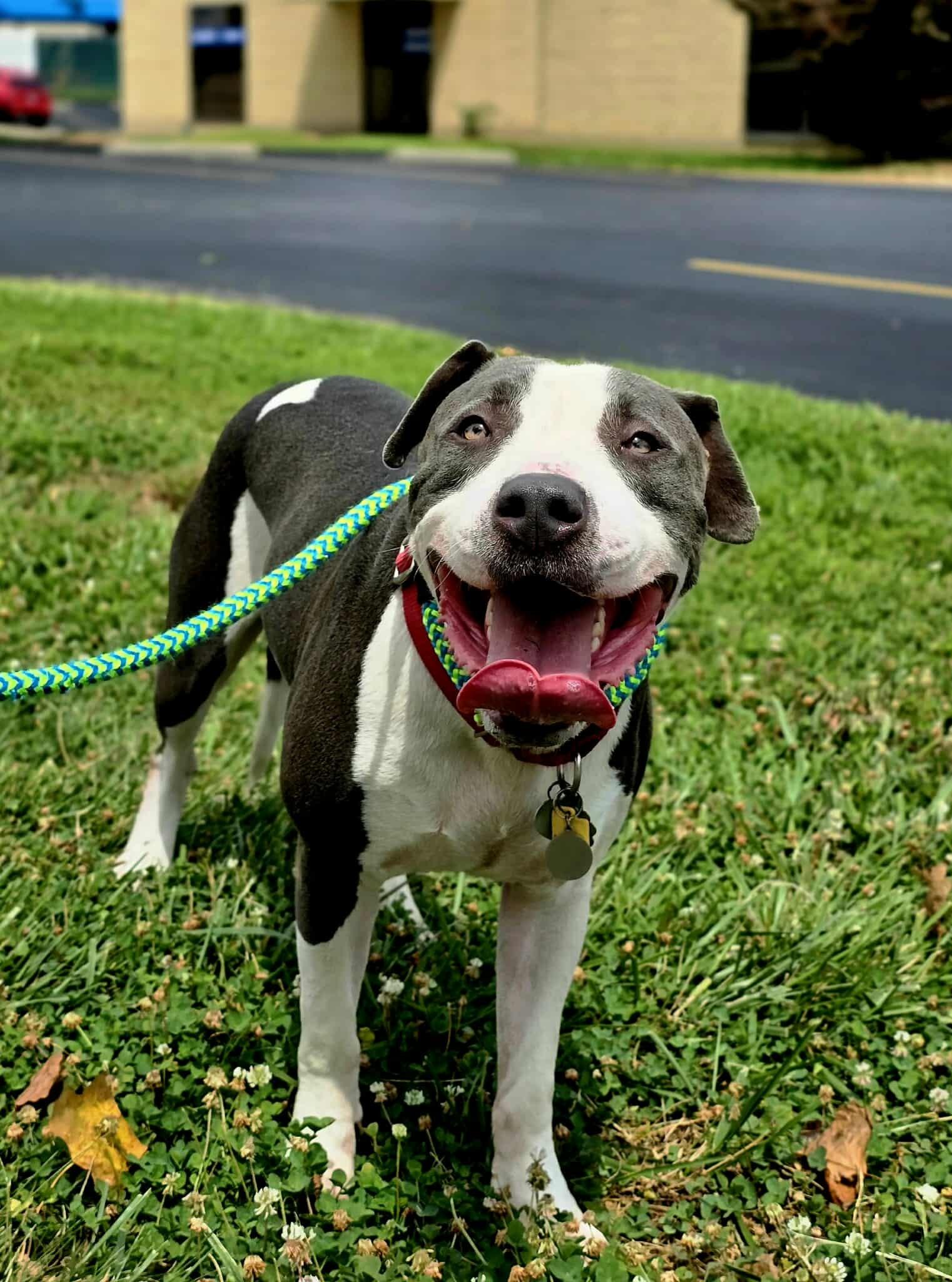 Enlarge Gus, a Adoptable mixed breed in O Fallon, IL image 4/4