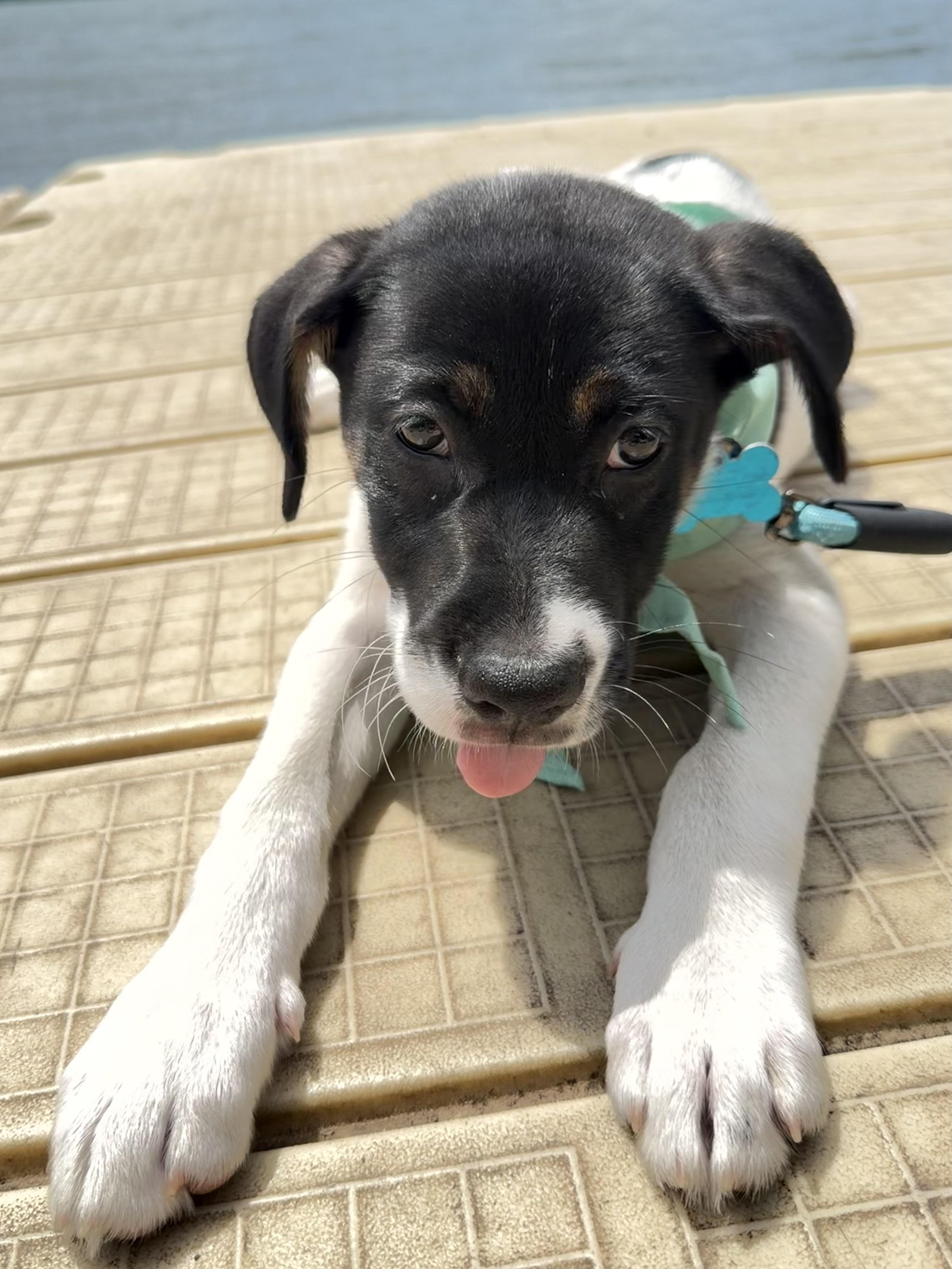 Calloway, a ADOPTABLE mixed breed in Minneapolis, MN image 3/6