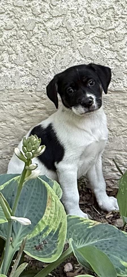 Calloway, a ADOPTABLE mixed breed in Minneapolis, MN image 3/6