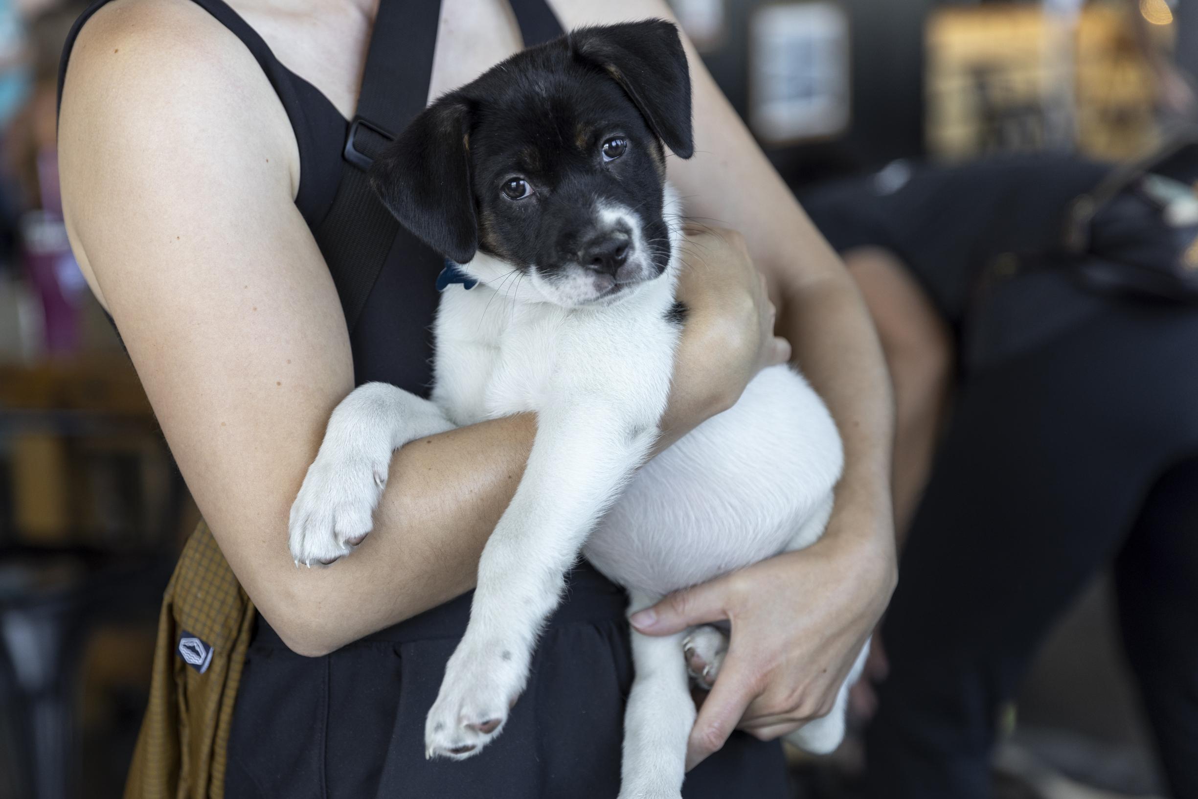 Calloway, ADOPTABLE, Puppy Male Retriever & Mixed Breed.