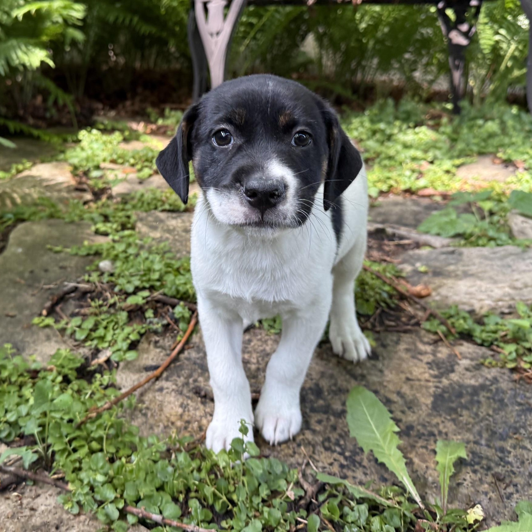 Calloway, a ADOPTABLE mixed breed in Minneapolis, MN image 4/6