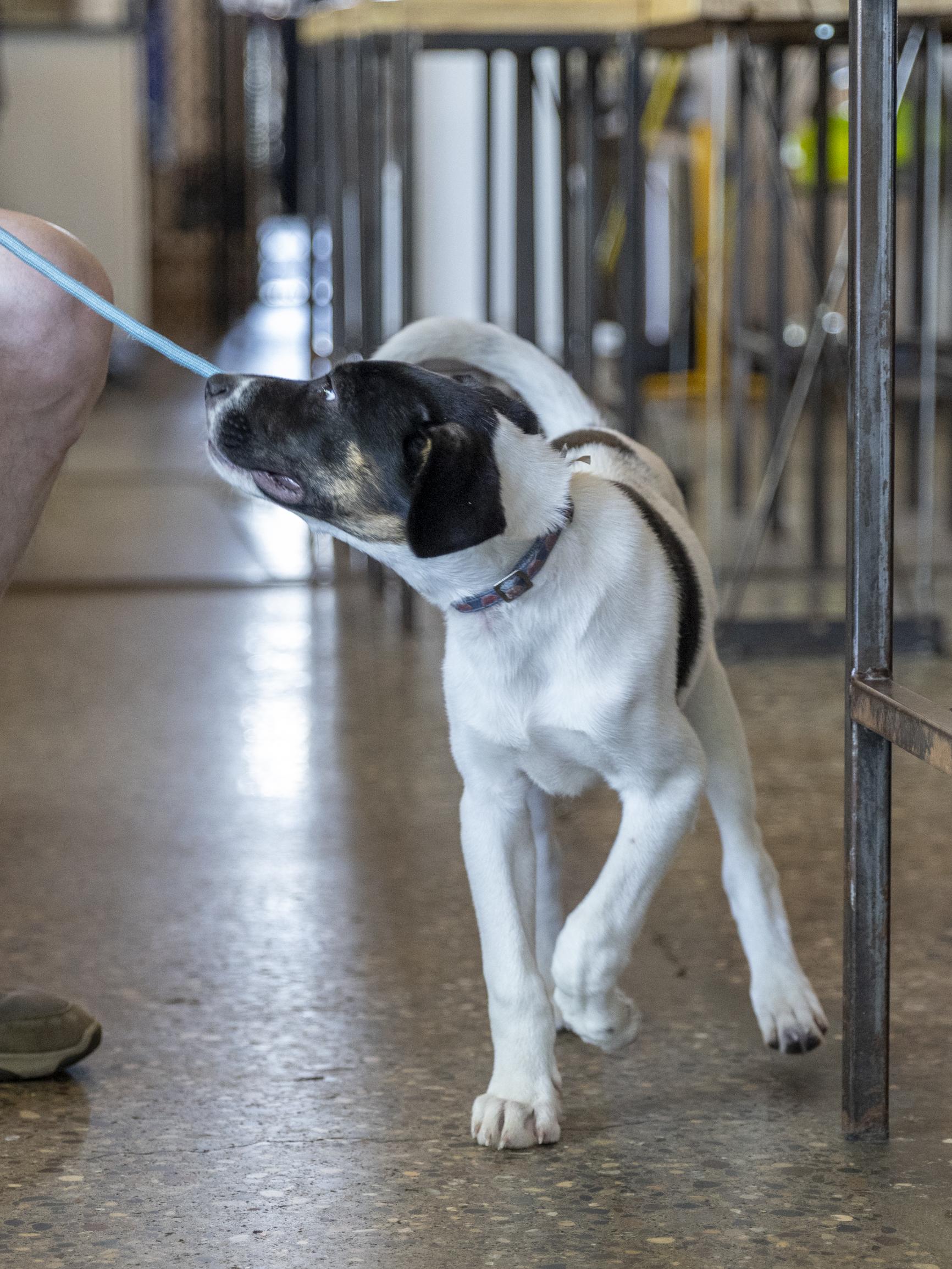 Enlarge Calloway, a ADOPTABLE mixed breed in Minneapolis, MN image 6/6