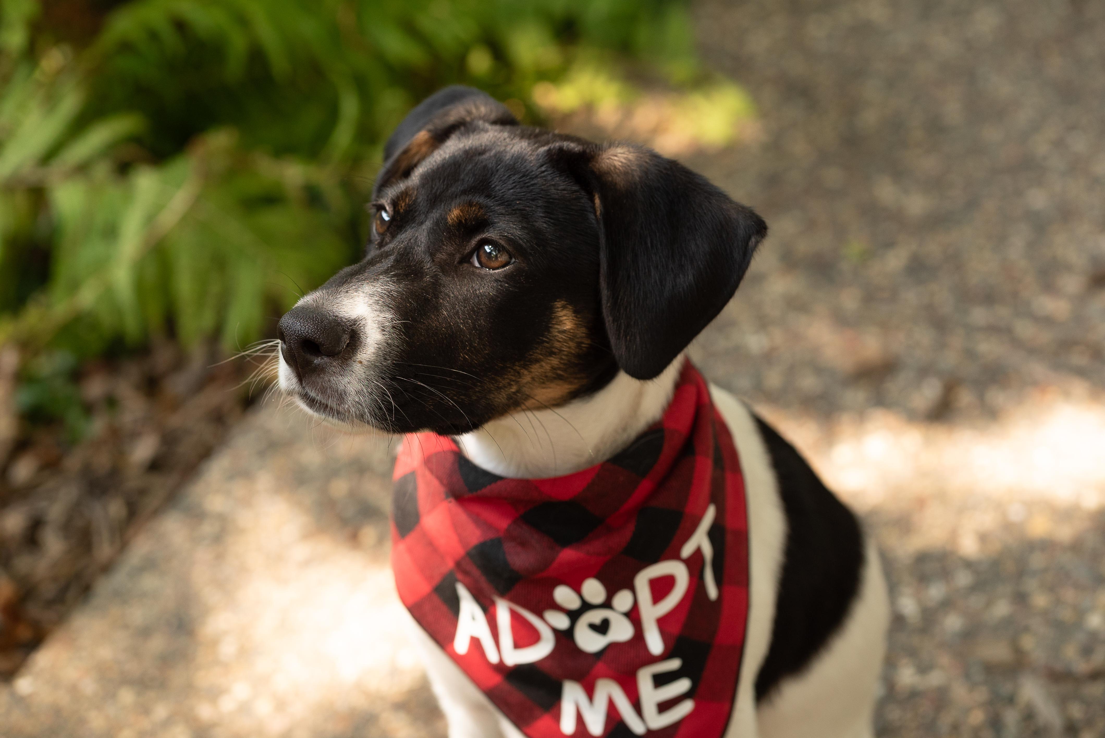 Calloway, a ADOPTABLE mixed breed in Minneapolis, MN image 3/6