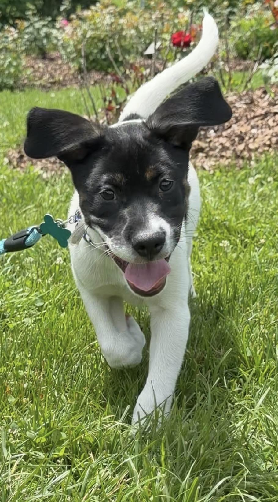 Calloway, a ADOPTABLE mixed breed in Minneapolis, MN image 2/6