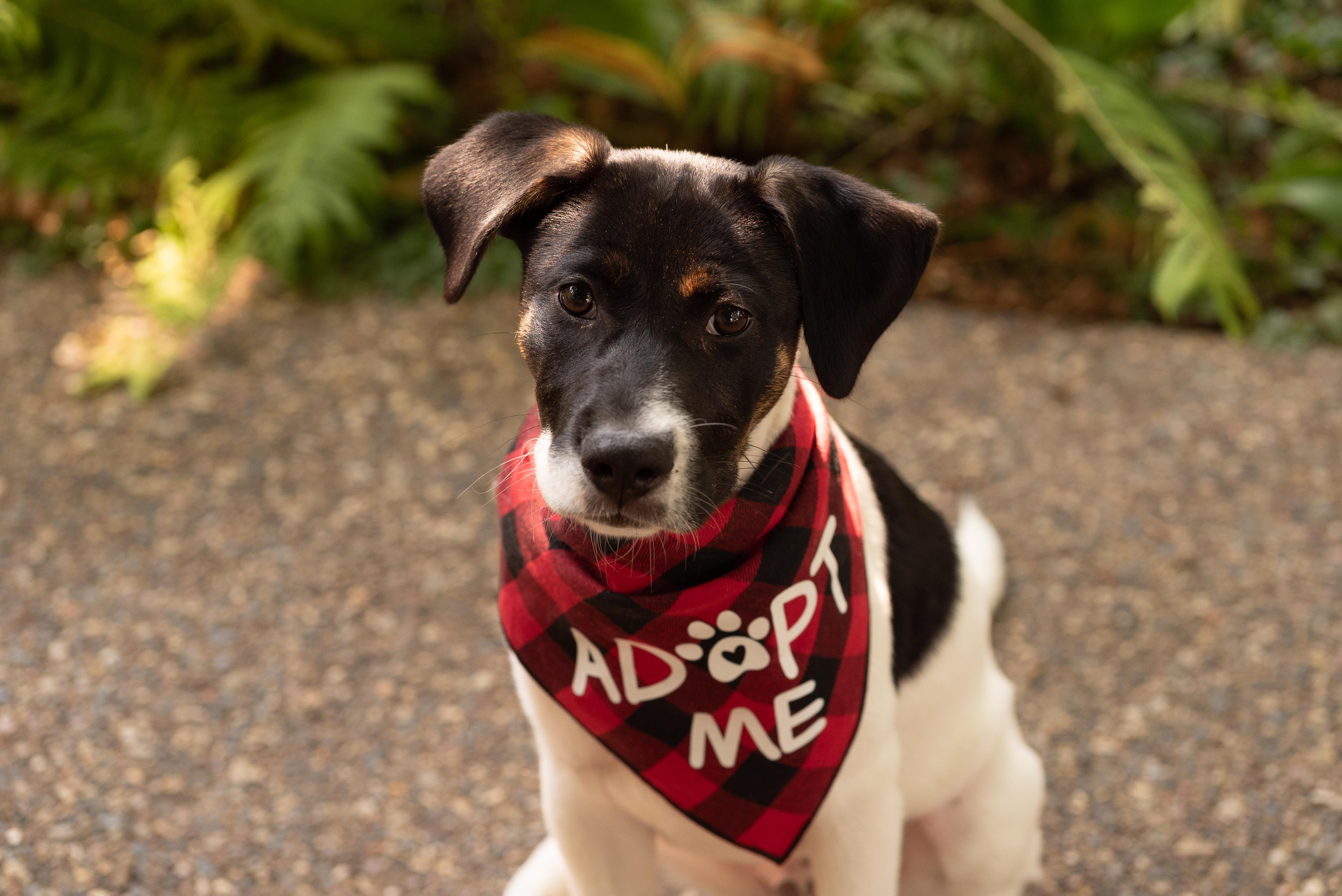Calloway, a ADOPTABLE mixed breed in Minneapolis, MN image 1/6