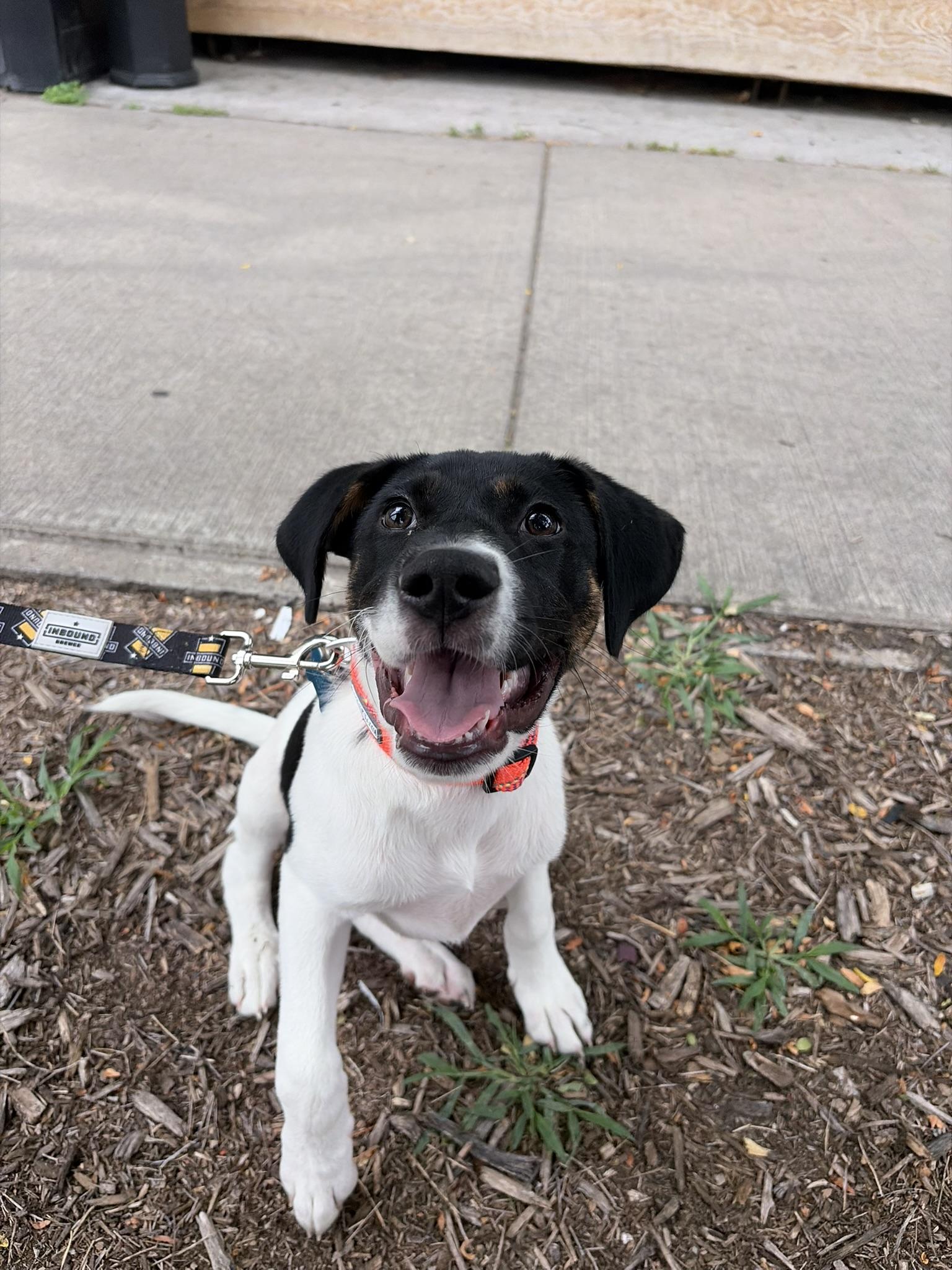 Enlarge Calloway, a ADOPTABLE mixed breed in Minneapolis, MN image 1/6
