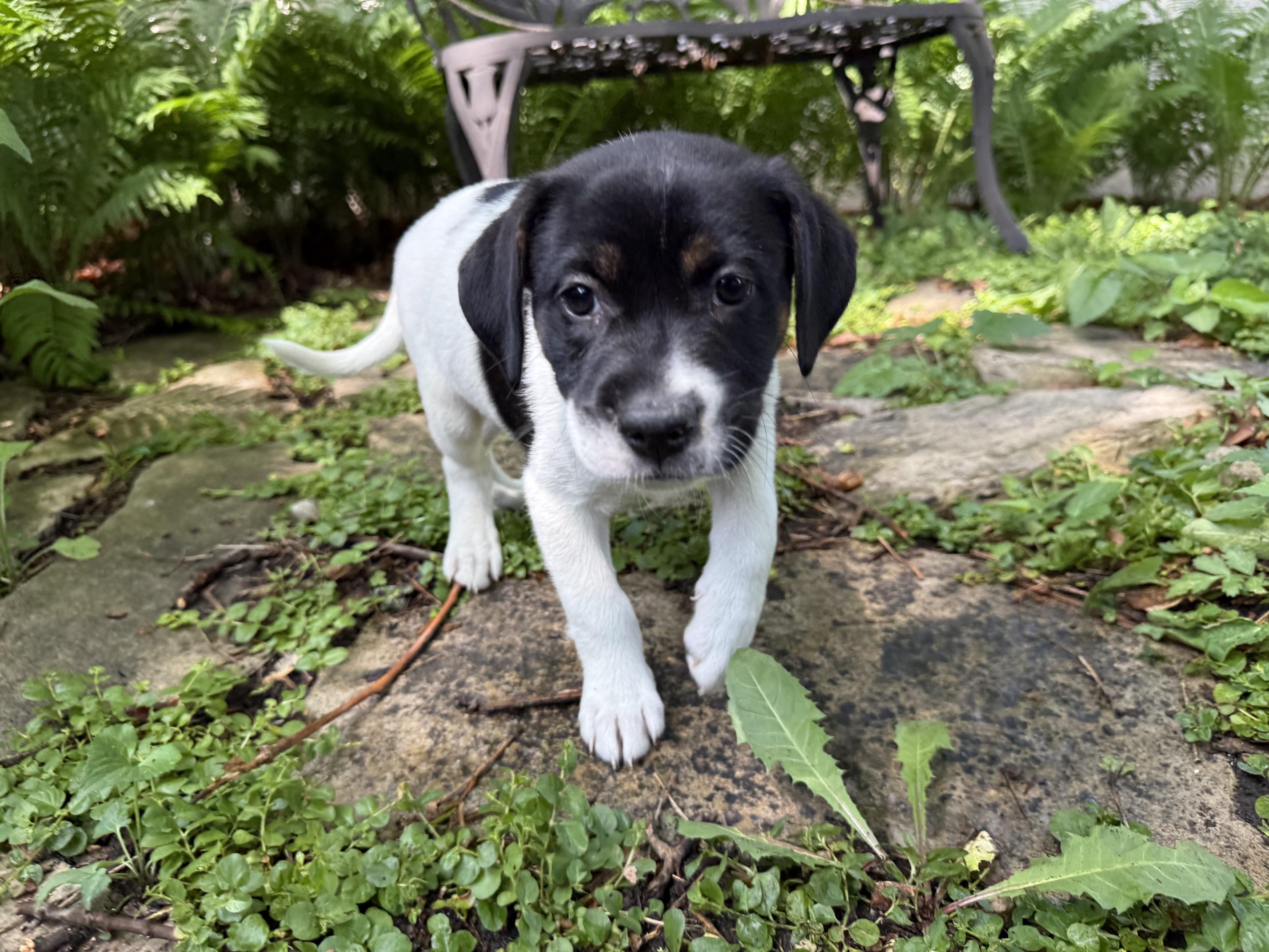 Calloway, a ADOPTABLE mixed breed in Minneapolis, MN image 6/6