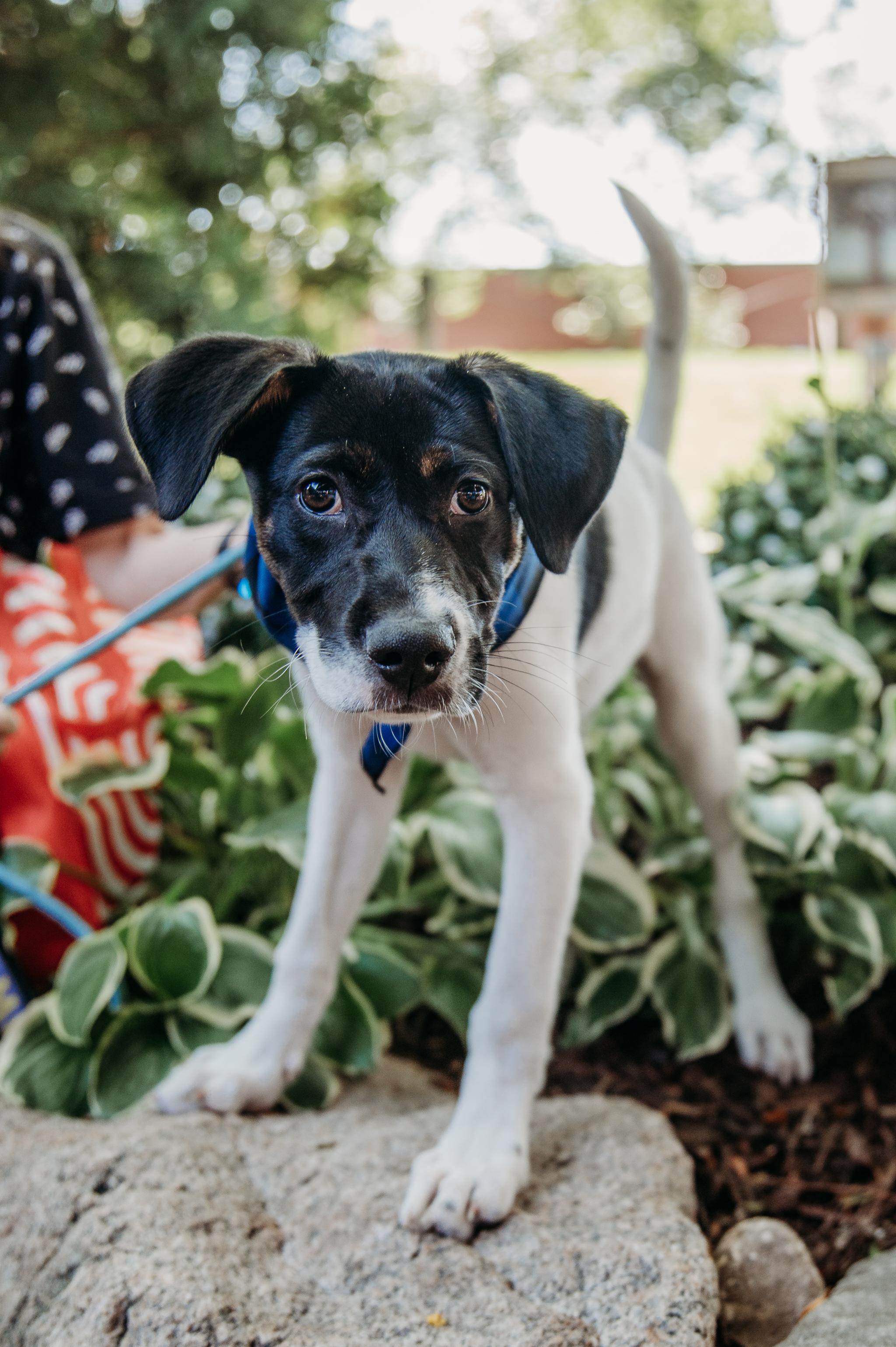 Calloway, a ADOPTABLE mixed breed in Minneapolis, MN image 4/6