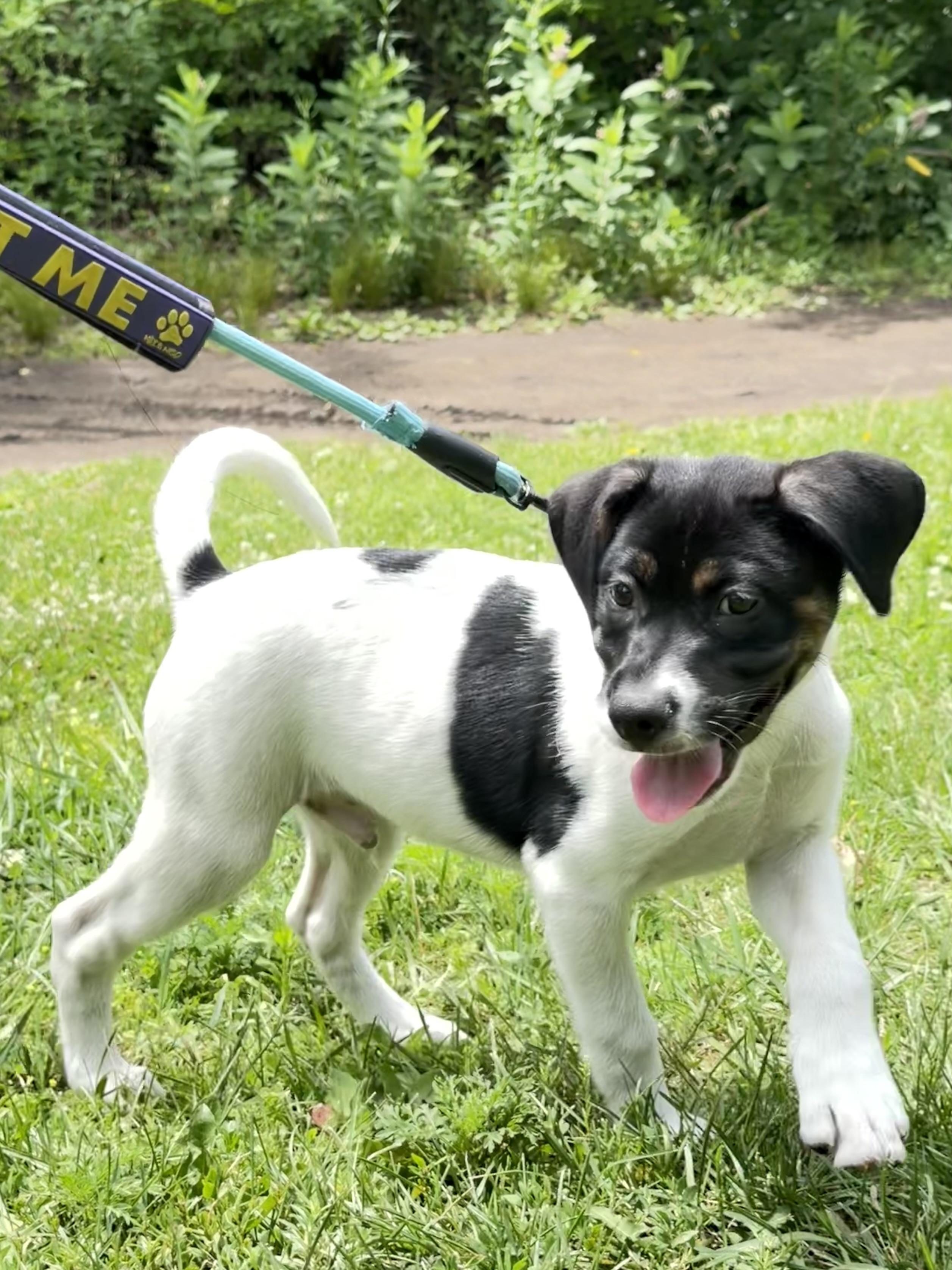 Calloway, a ADOPTABLE mixed breed in Minneapolis, MN image 4/6