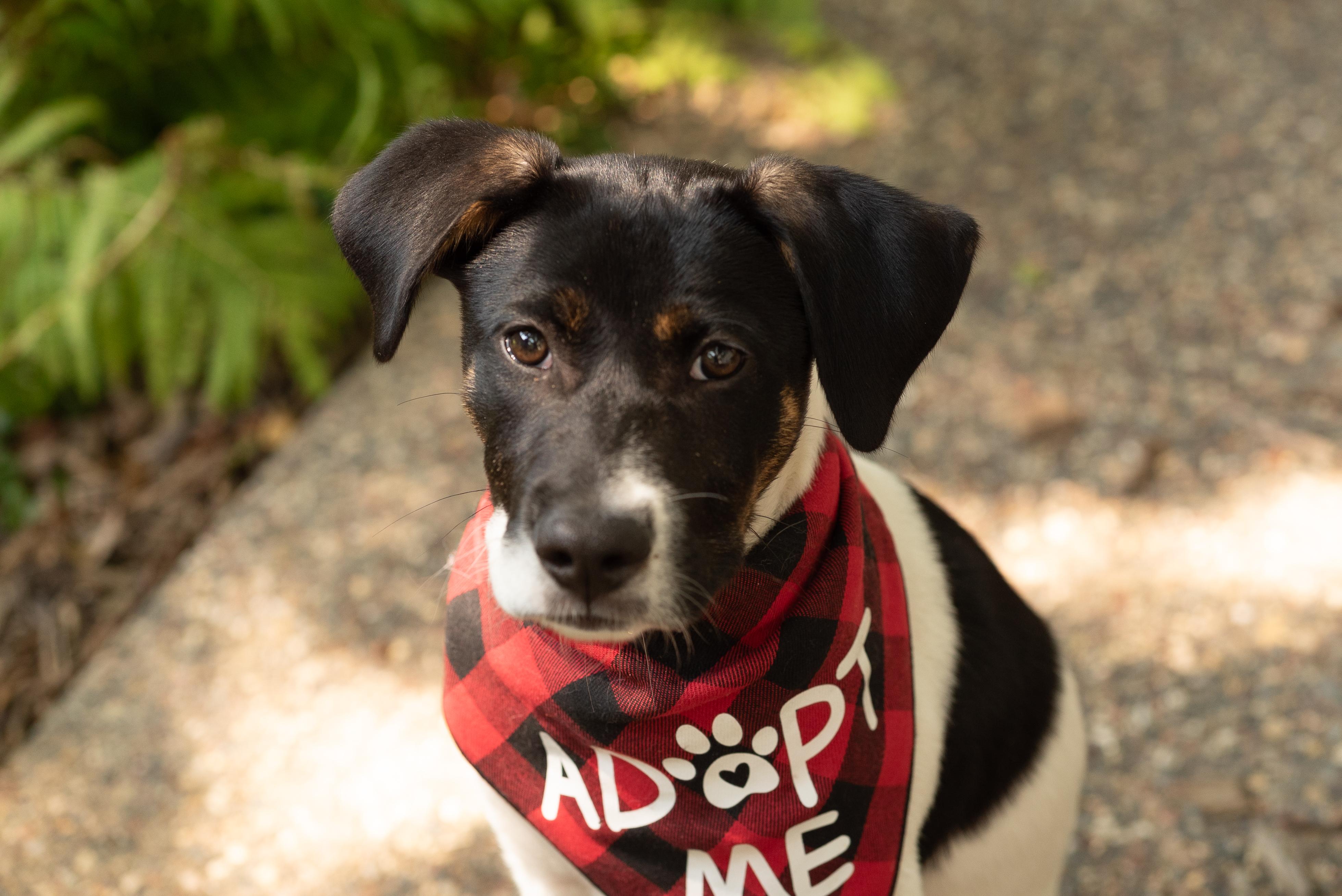Calloway, a ADOPTABLE mixed breed in Minneapolis, MN image 2/6