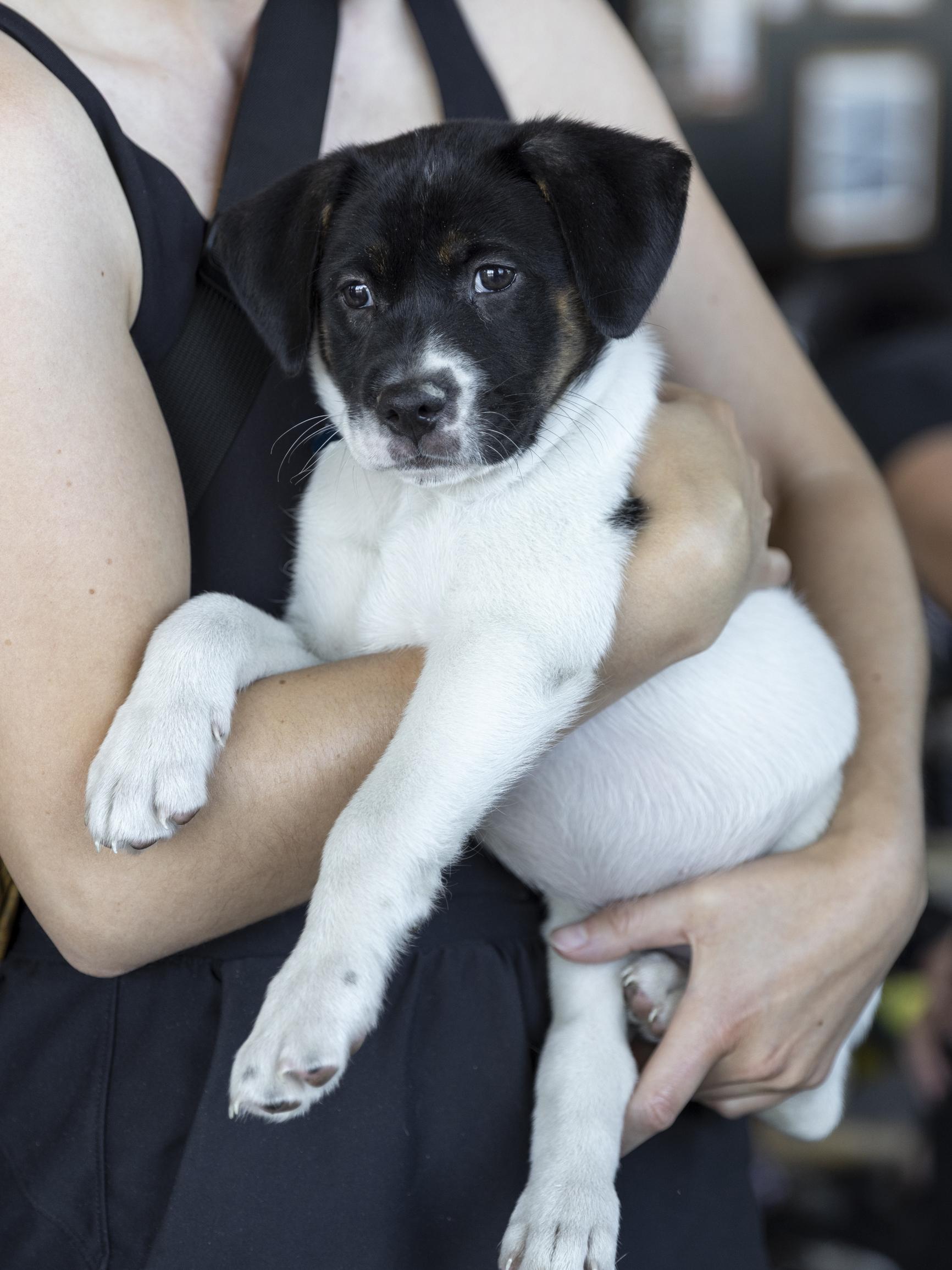 Calloway, a ADOPTABLE mixed breed in Minneapolis, MN image 2/6