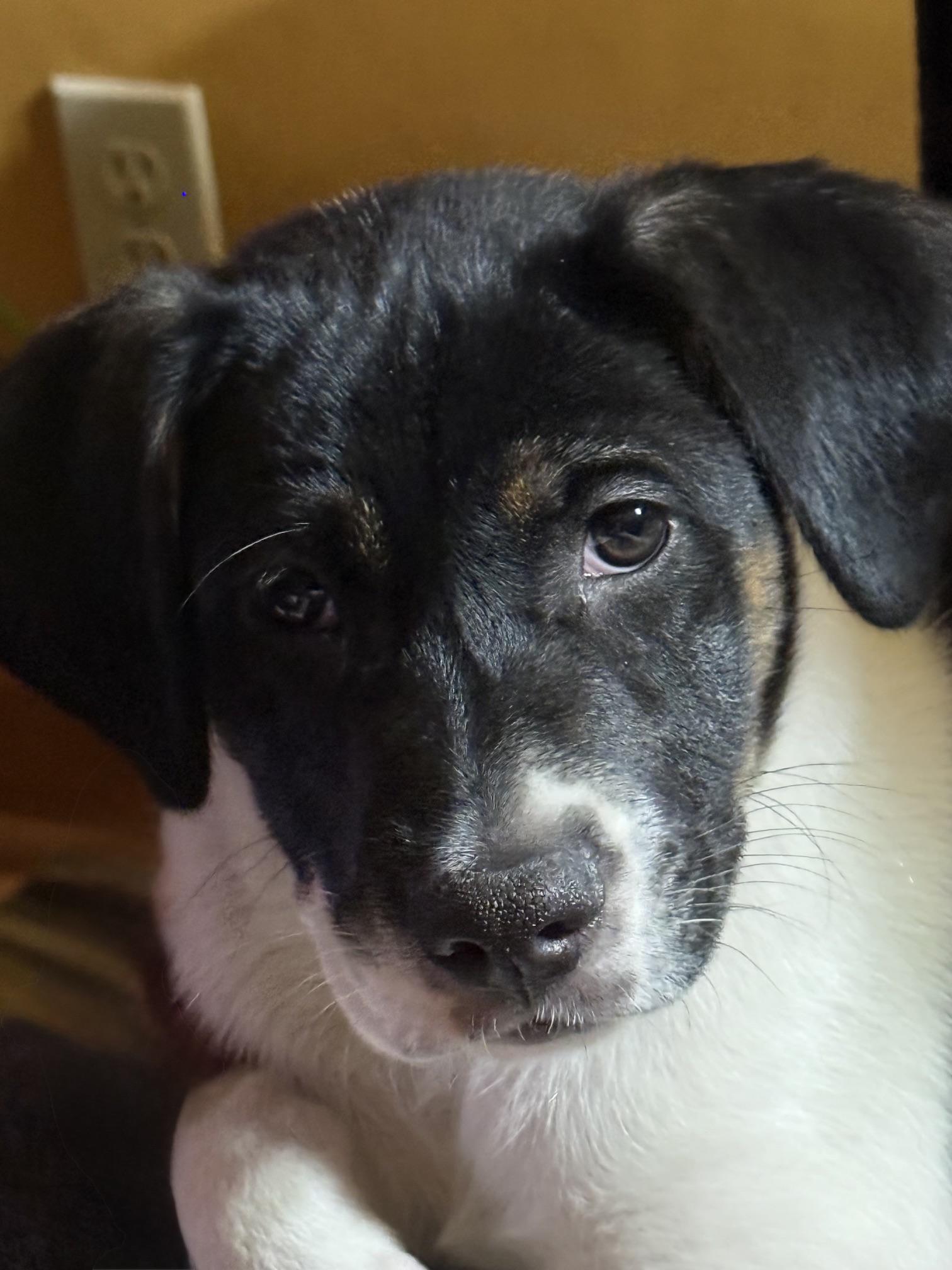 Calloway, a ADOPTABLE mixed breed in Minneapolis, MN image 6/6