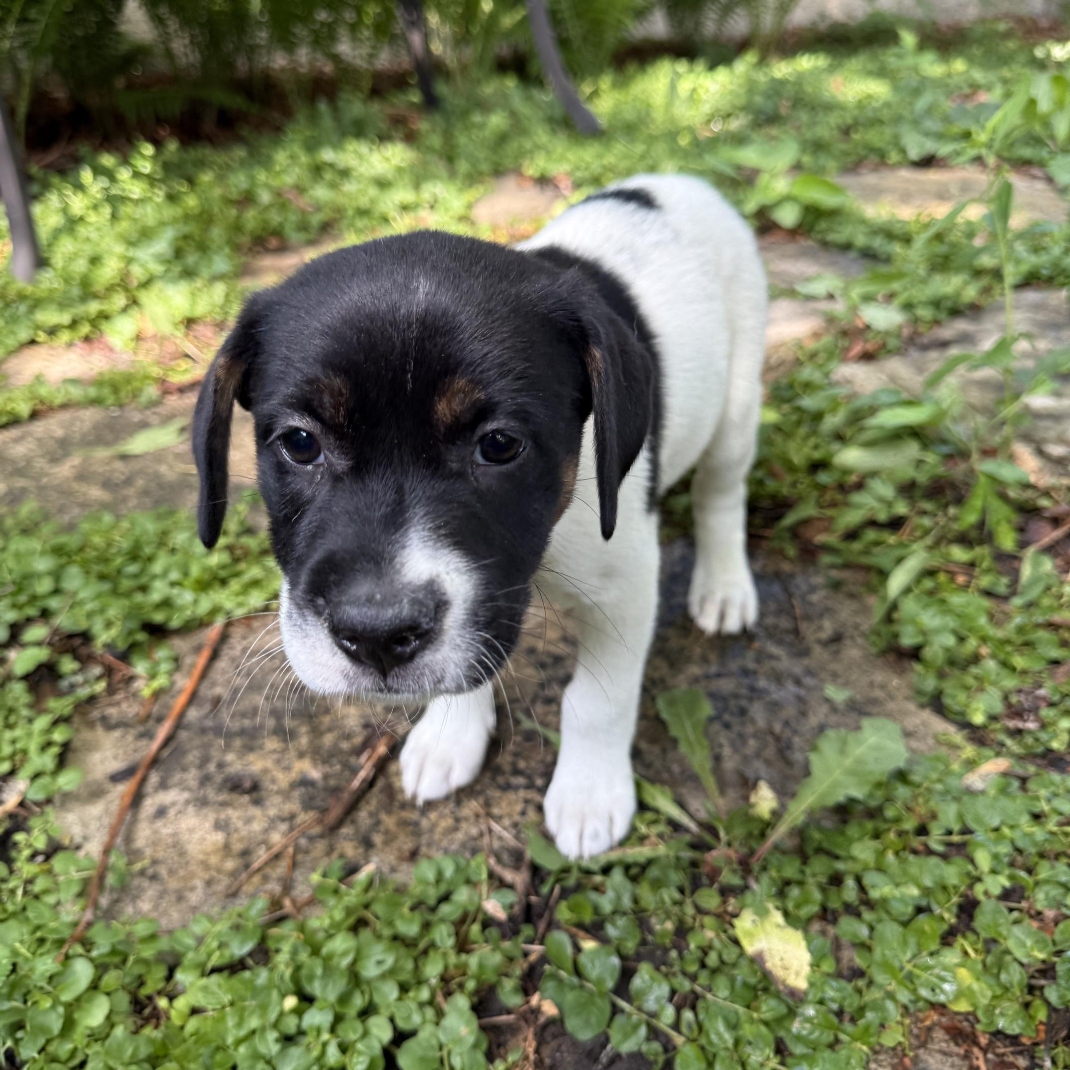 Calloway, a ADOPTABLE mixed breed in Minneapolis, MN image 5/6