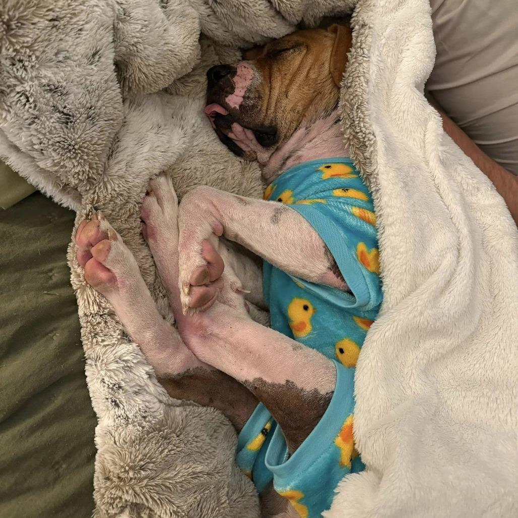 Teddy, Adoptable, Adult Male American Staffordshire Terrier.