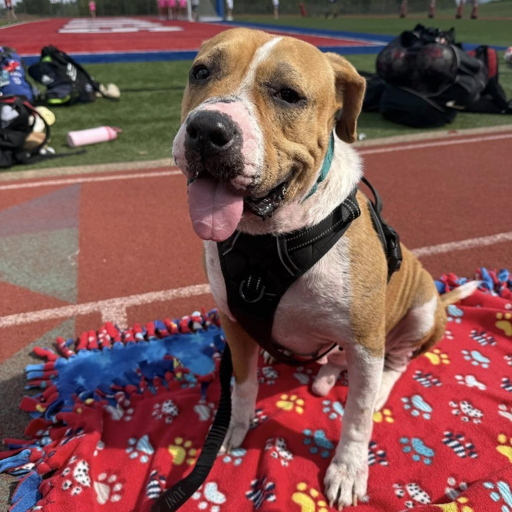 Teddy, a Adoptable American Staffordshire Terrier in Napa, CA image 2/6