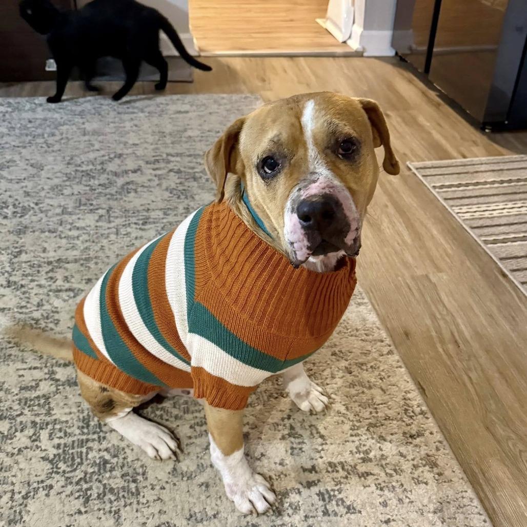 Teddy, a Adoptable American Staffordshire Terrier in Napa, CA image 3/6