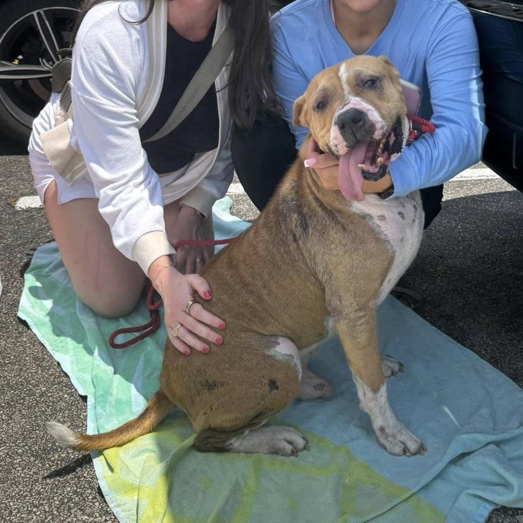 Teddy, a Adoptable American Staffordshire Terrier in Napa, CA image 5/6