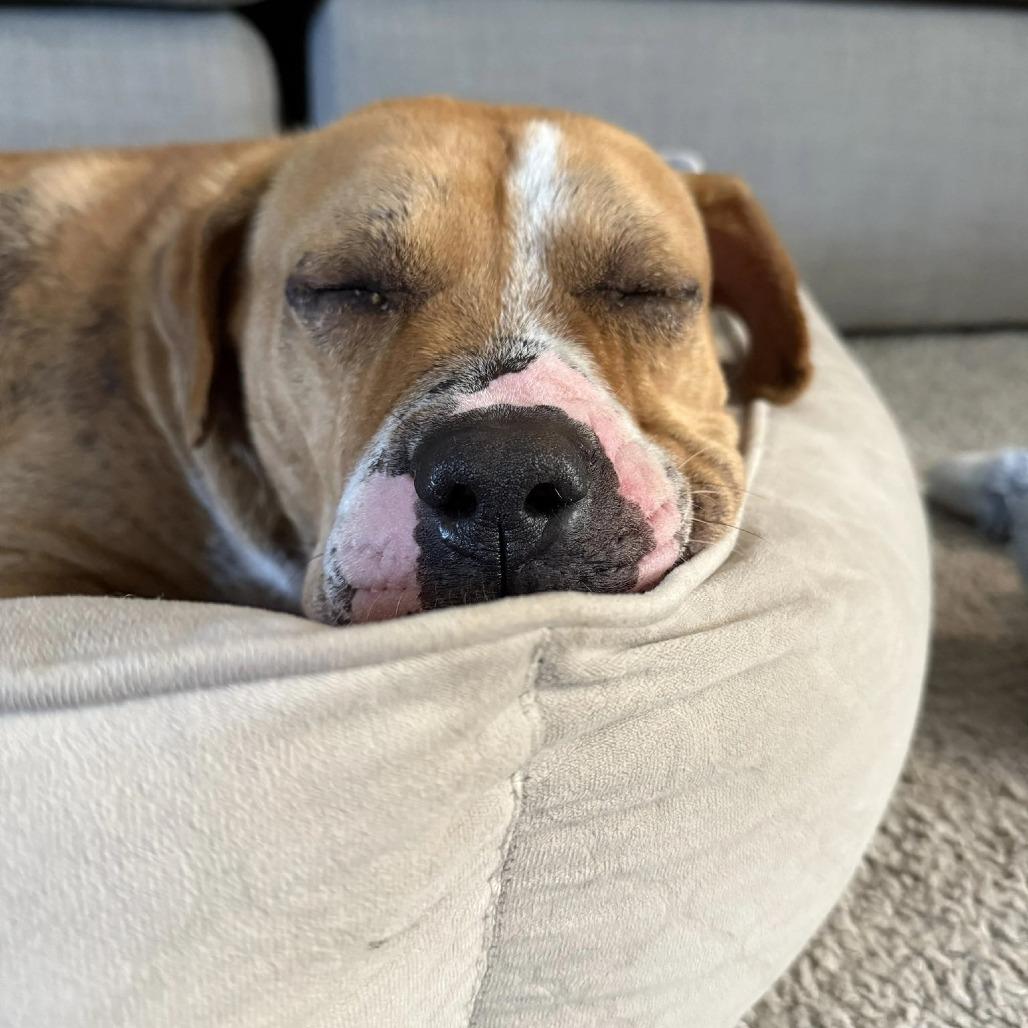 Teddy, a Adoptable American Staffordshire Terrier in Napa, CA image 6/6