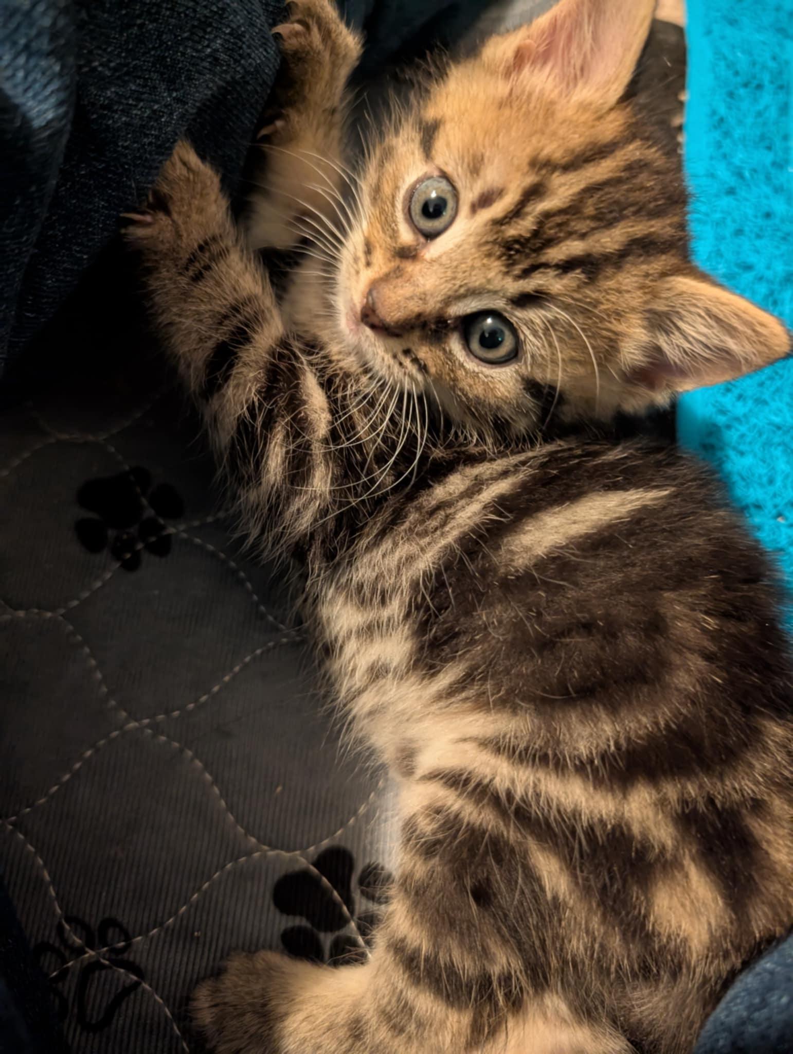 Enlarge Taz, a Adopted Tabby in Granite Falls, NC image 6/6