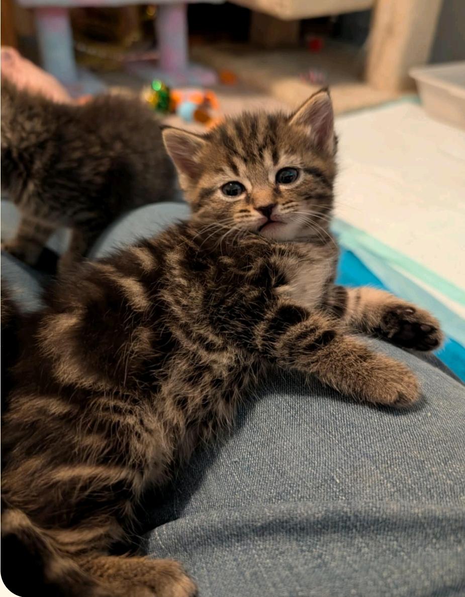 Enlarge Taz, a Adopted Tabby in Granite Falls, NC image 5/6