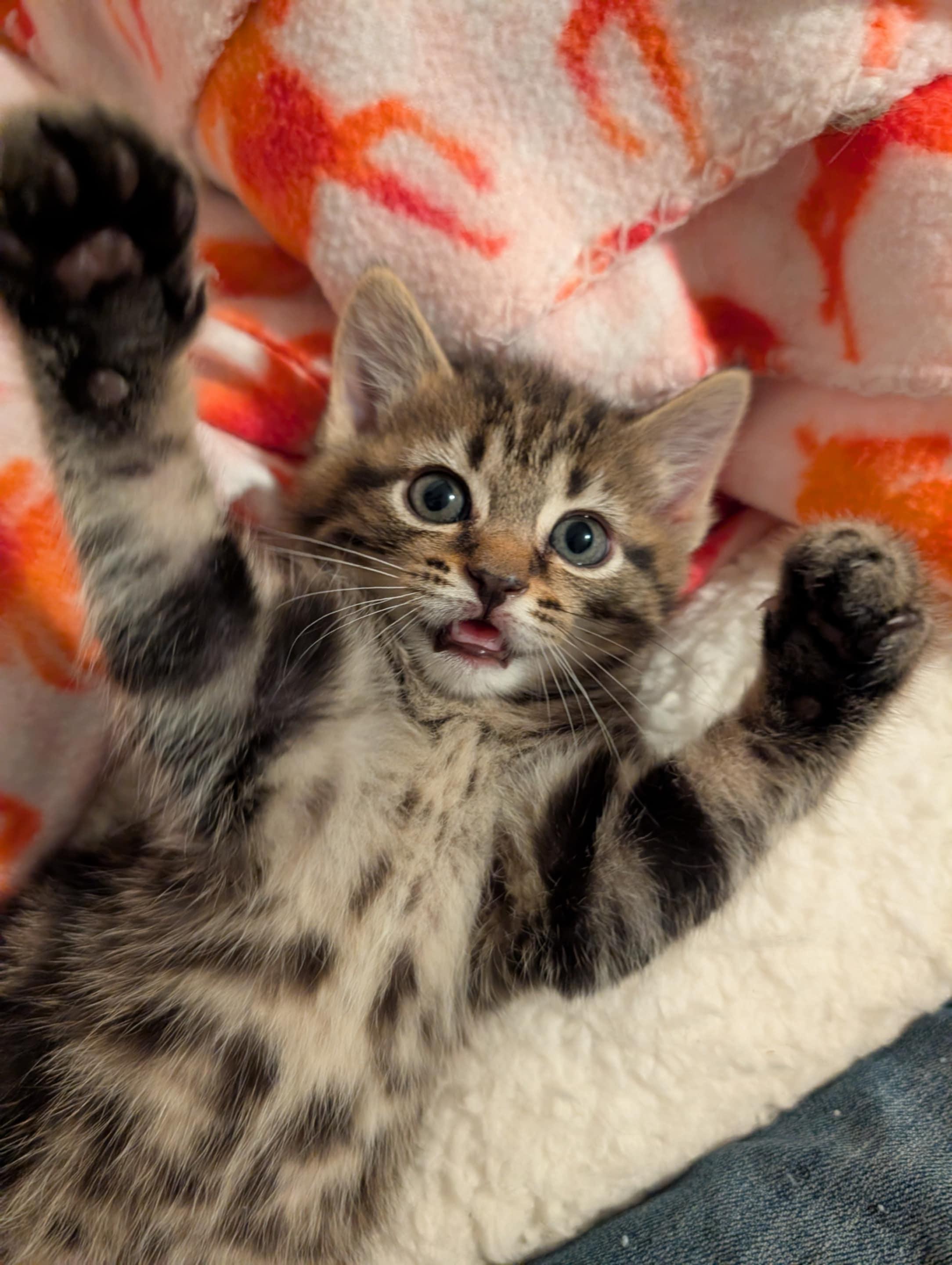 Taz, Adopted, Kitten Male Tabby.