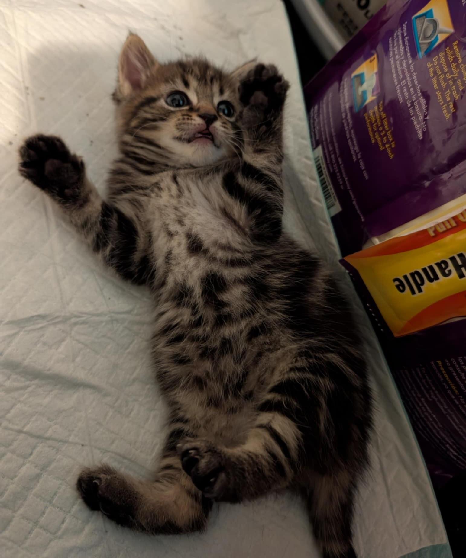 Enlarge Taz, a Adopted Tabby in Granite Falls, NC image 2/6