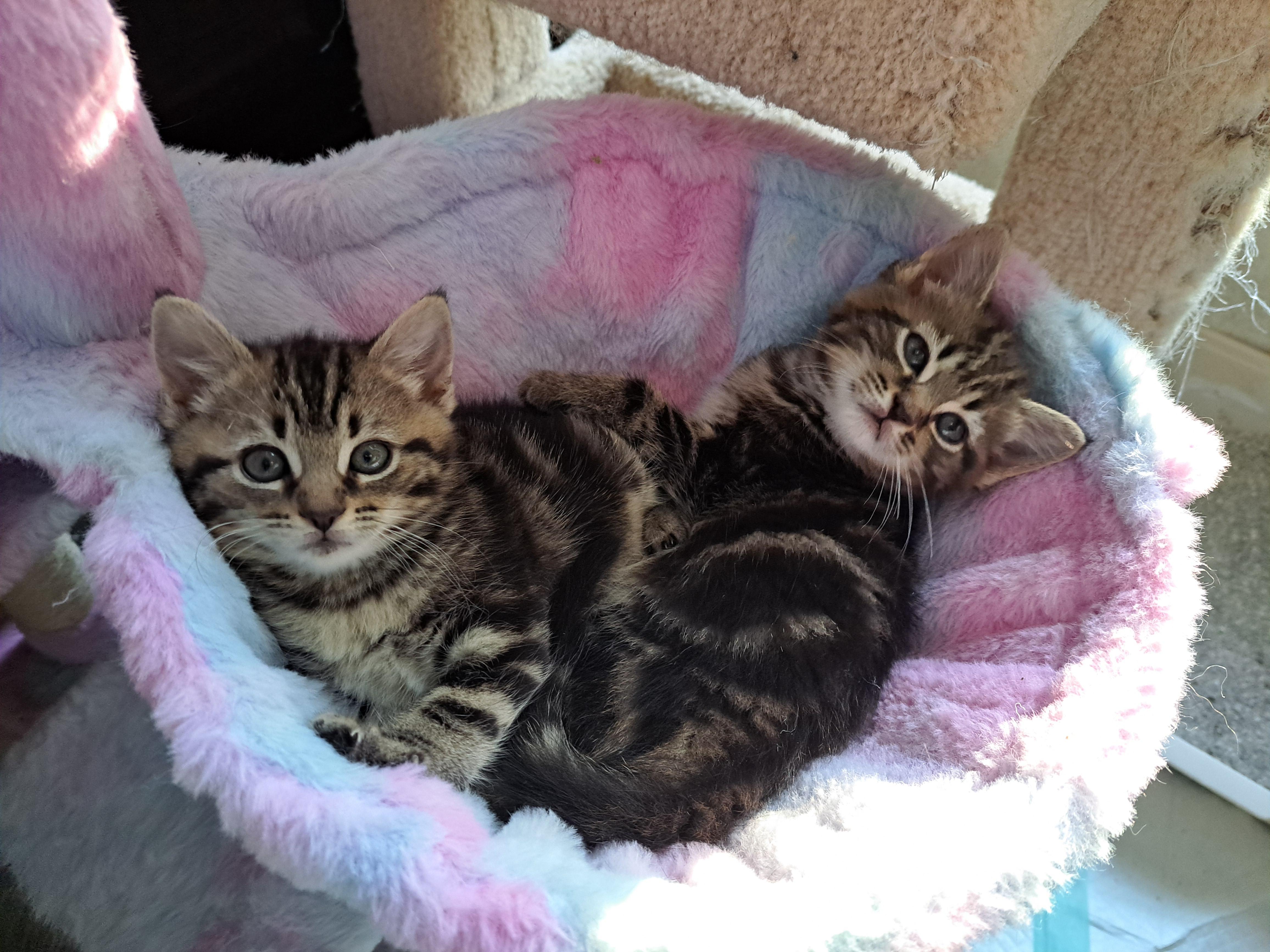 Enlarge Taz, a Adopted Tabby in Granite Falls, NC image 4/6