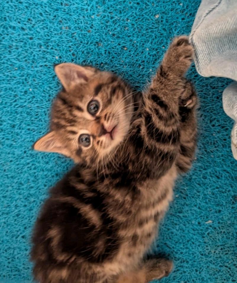 Enlarge Taz, a Adopted Tabby in Granite Falls, NC image 3/6