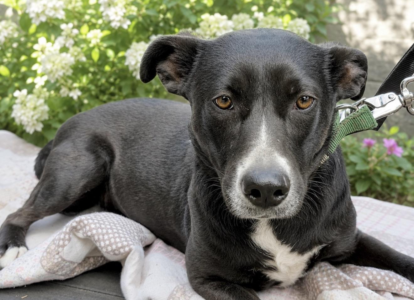 Madisen - Foster or Foster to Adopt Needed, a Adoptable Mixed Breed in Huntingtown, MD image 2/6