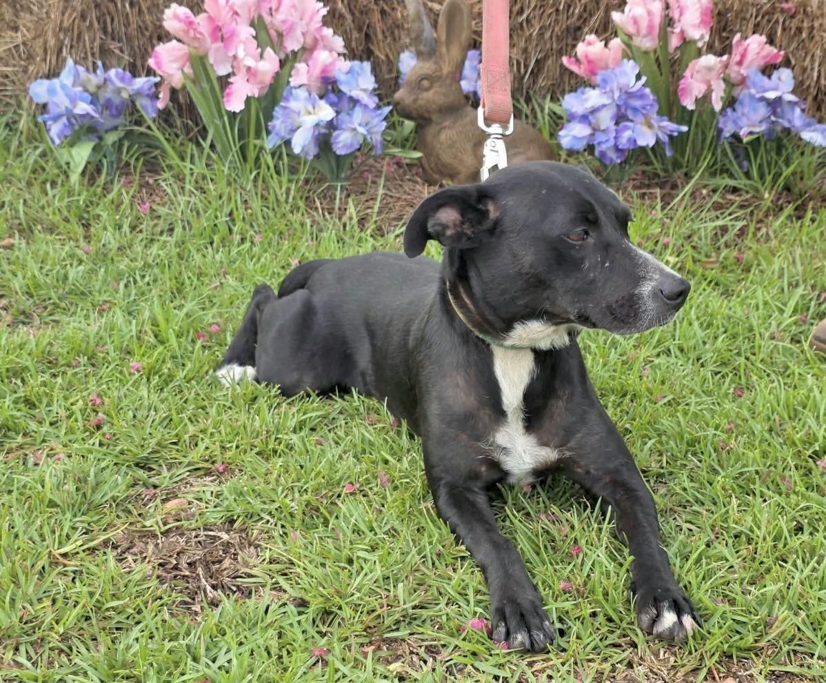 Madisen - Foster or Foster to Adopt Needed, a Adoptable Mixed Breed in Huntingtown, MD image 6/6