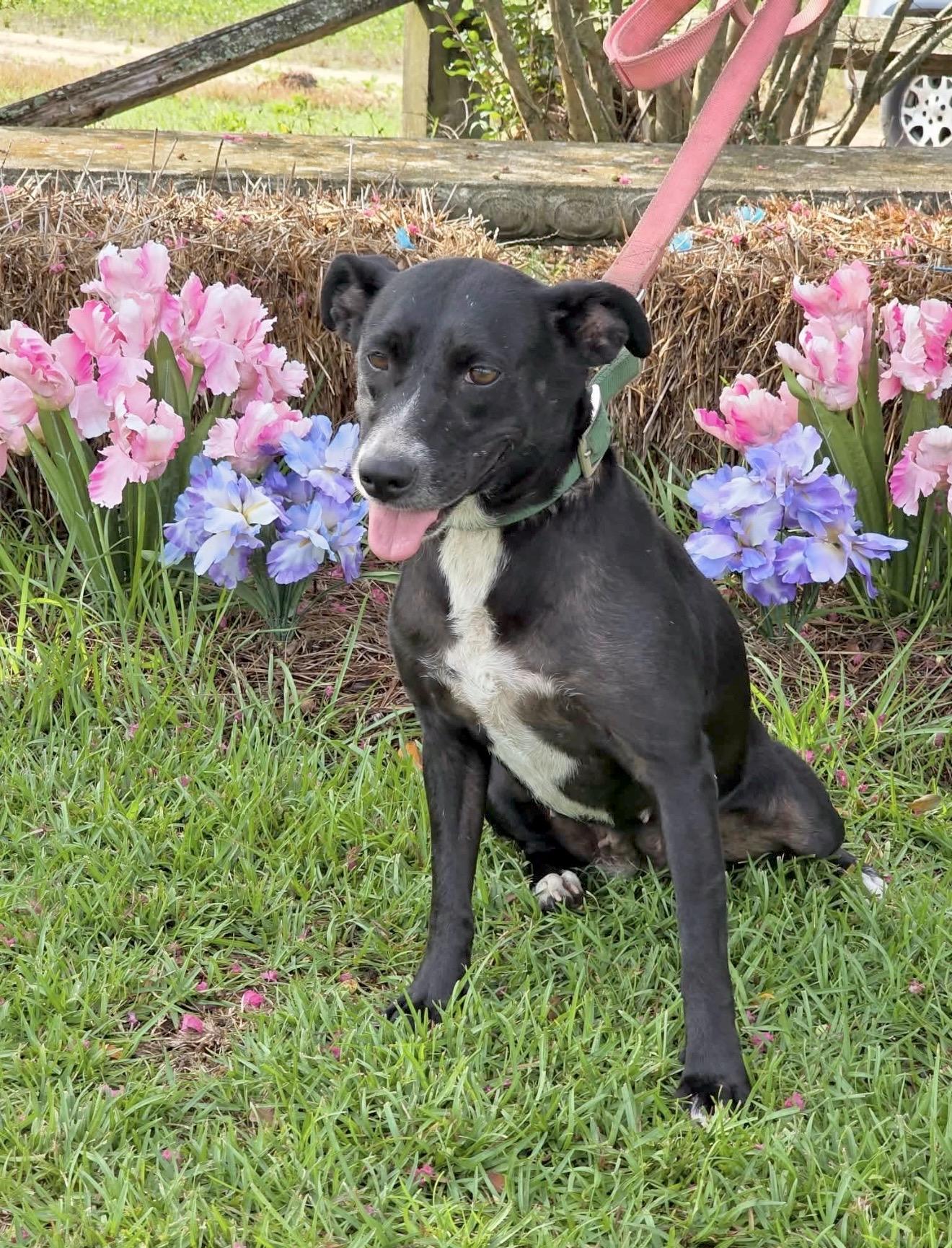 Madisen - Foster or Foster to Adopt Needed, Adoptable, Young Female Mixed Breed.