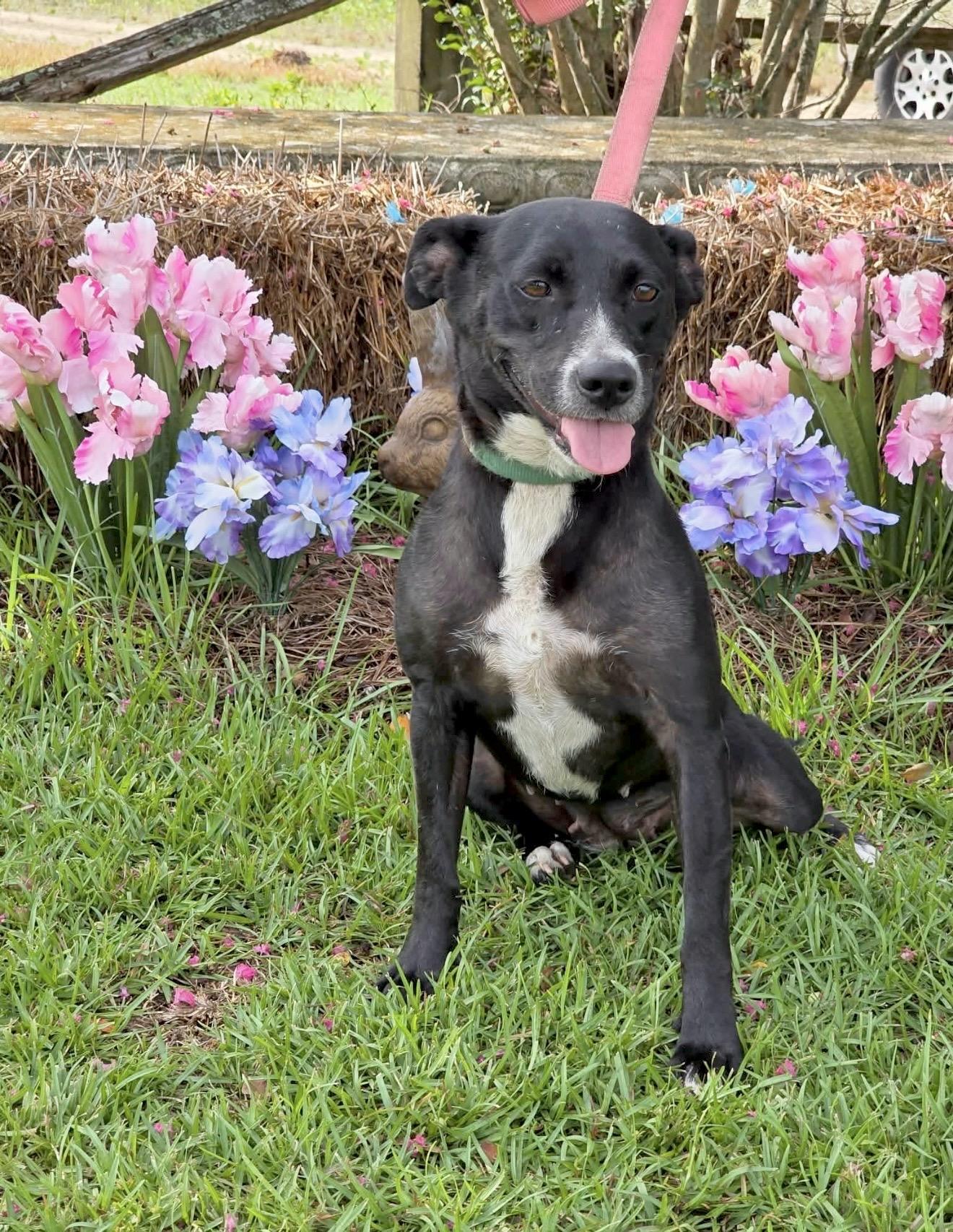 Madisen - Foster or Foster to Adopt Needed, a Adoptable Mixed Breed in Huntingtown, MD image 4/6