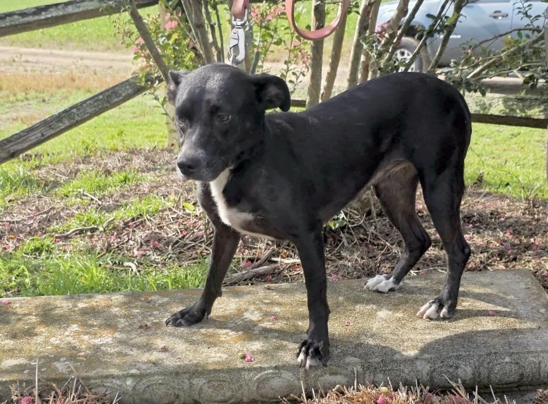 Madisen - Foster or Foster to Adopt Needed, a Adoptable Mixed Breed in Huntingtown, MD image 5/6