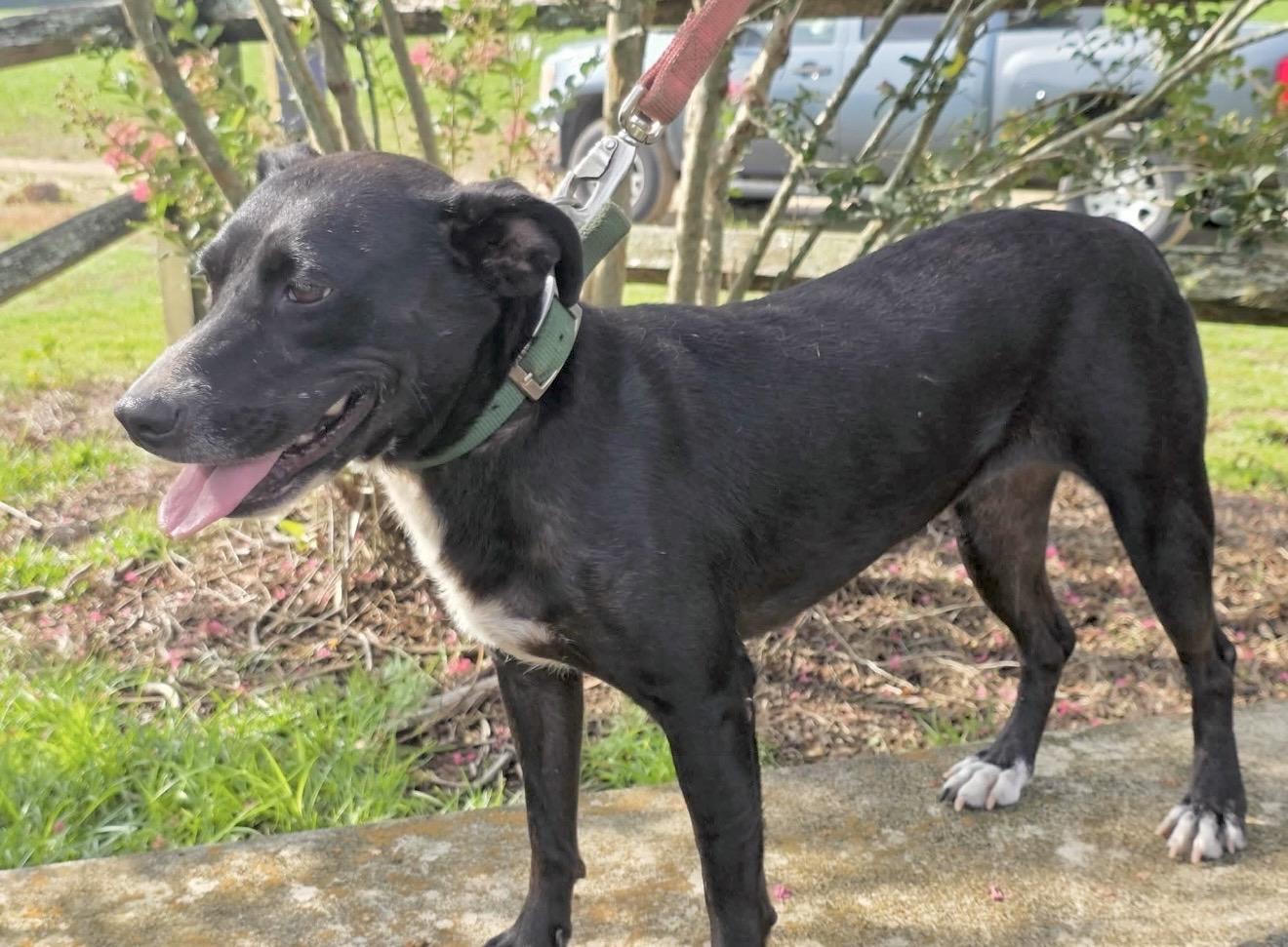Madisen - Foster or Foster to Adopt Needed, a Adoptable Mixed Breed in Huntingtown, MD image 3/6
