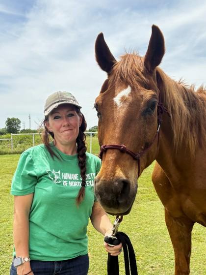 Buddy `A Good Buddy`, a Adoptable Quarterhorse in Fort Worth, TX image 1/3