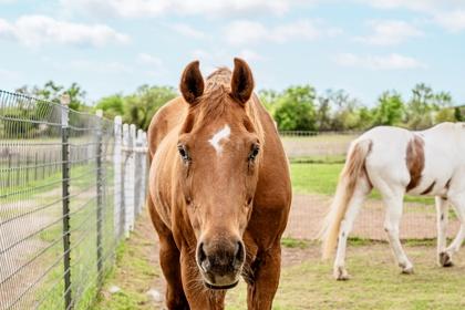 Buddy `A Good Buddy`, a Adoptable Quarterhorse in Fort Worth, TX image 2/3